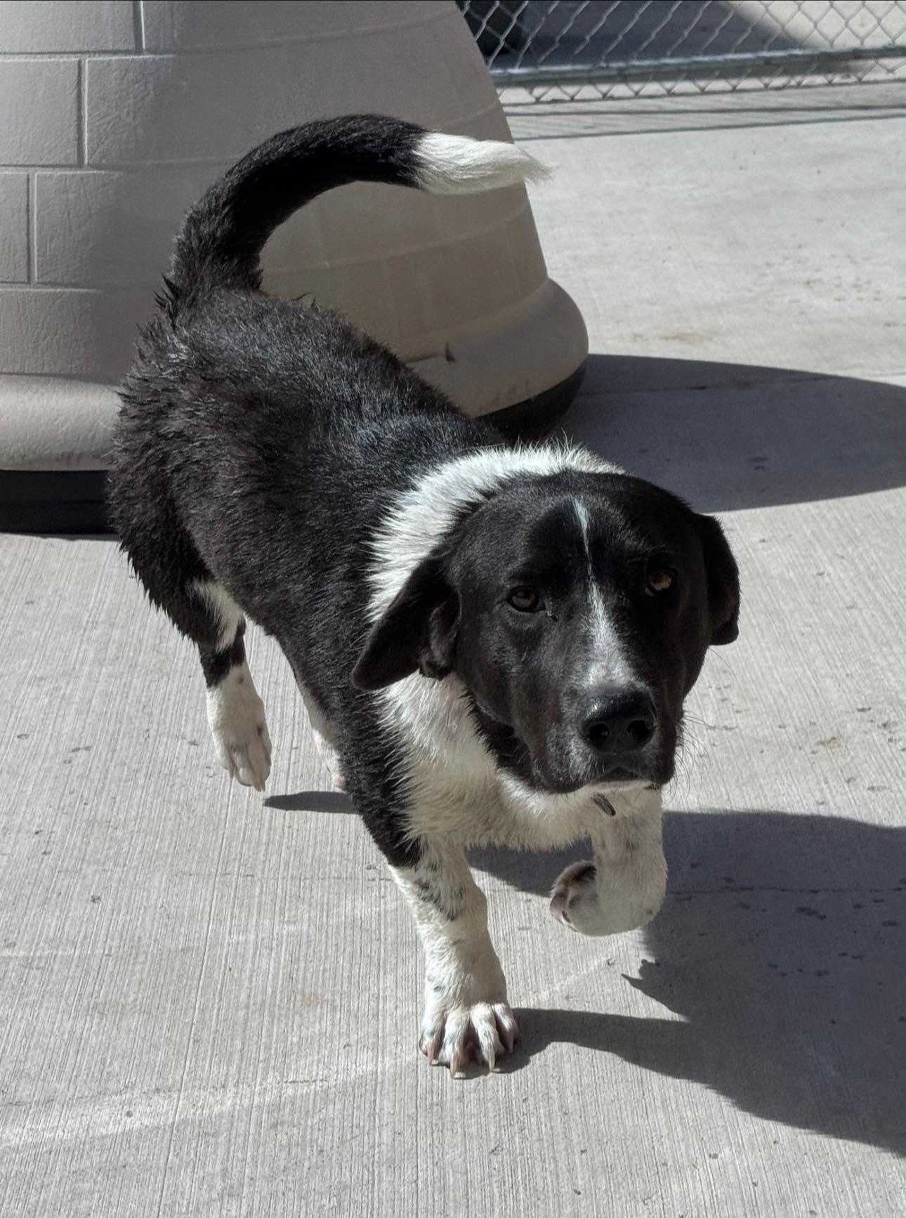 Enlarge Reuben, an adopted mixed breed in Hackensack, MN image 5/6