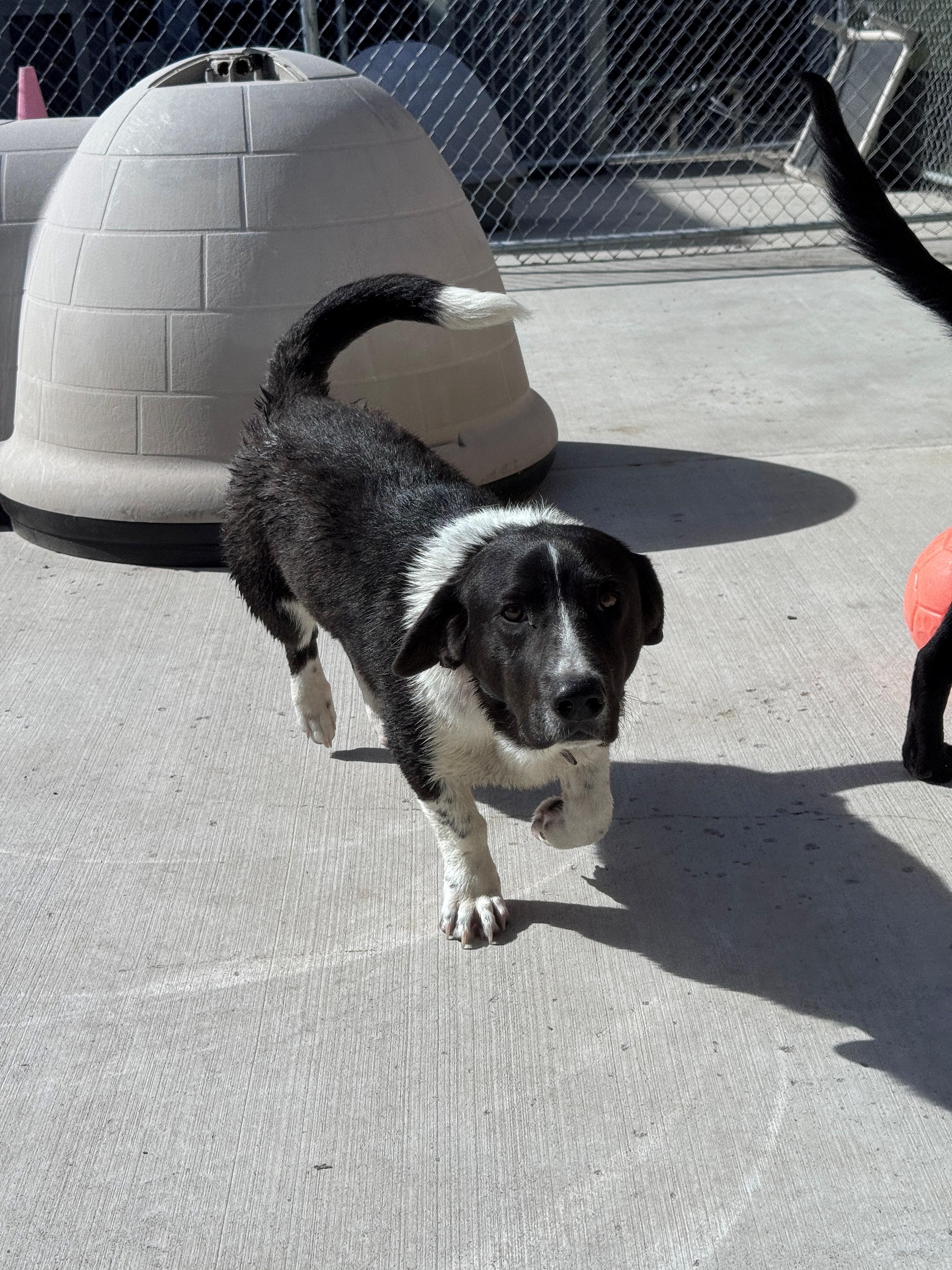 Enlarge Reuben, an adopted mixed breed in Hackensack, MN image 3/6