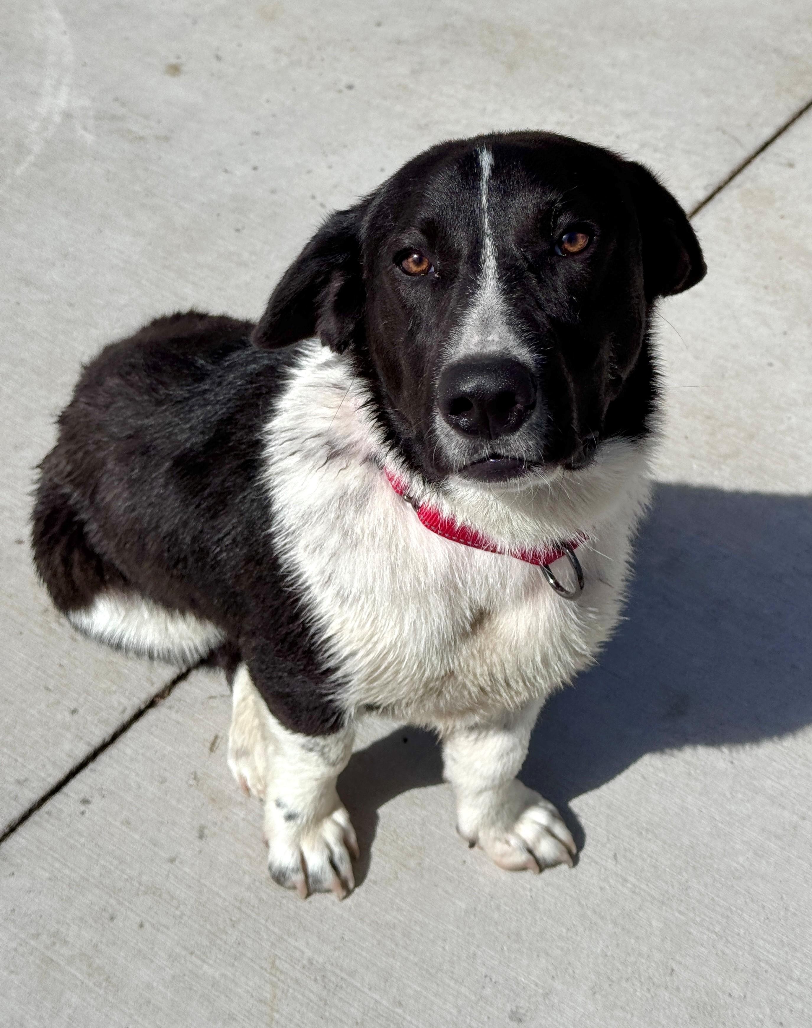 Enlarge Reuben, an adopted mixed breed in Hackensack, MN image 6/6