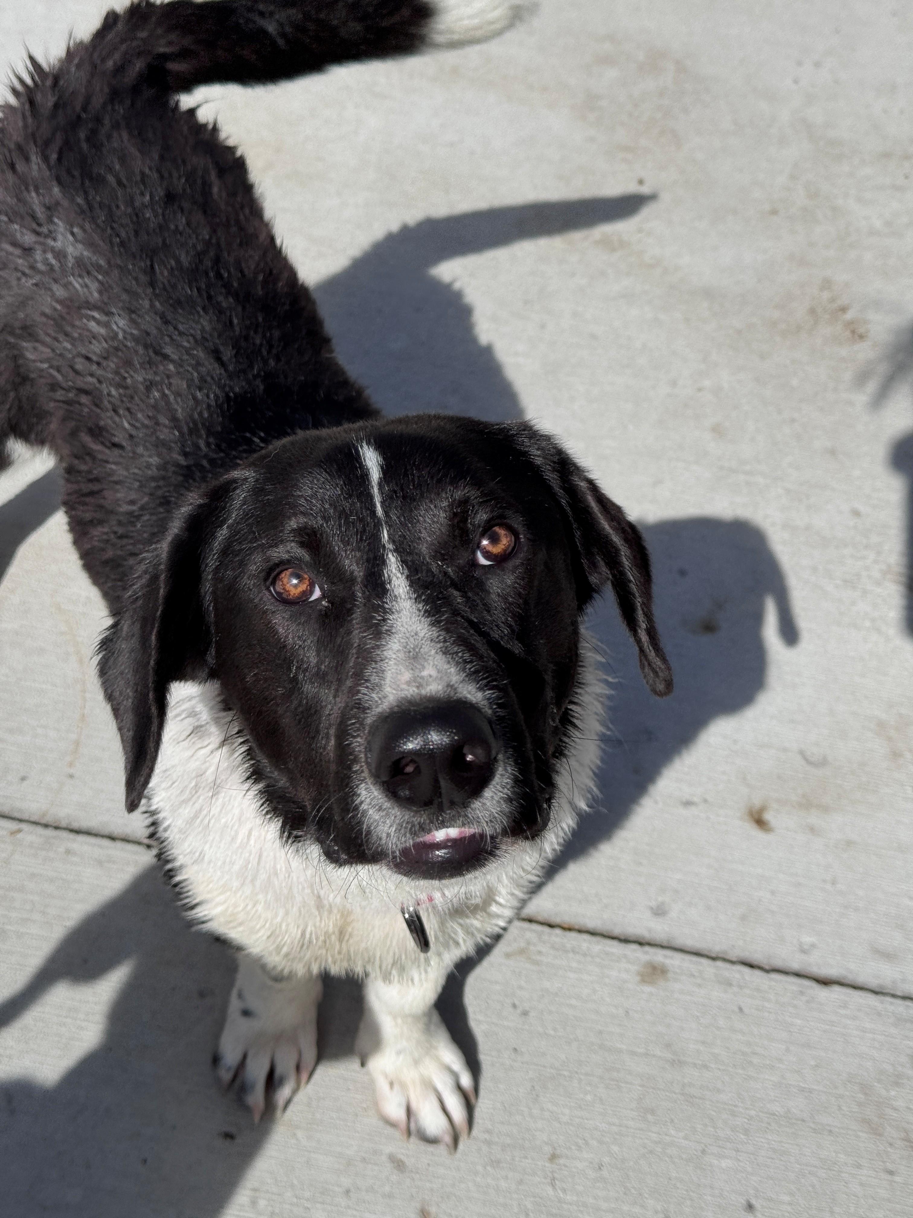 Enlarge Reuben, an adopted mixed breed in Hackensack, MN image 2/6