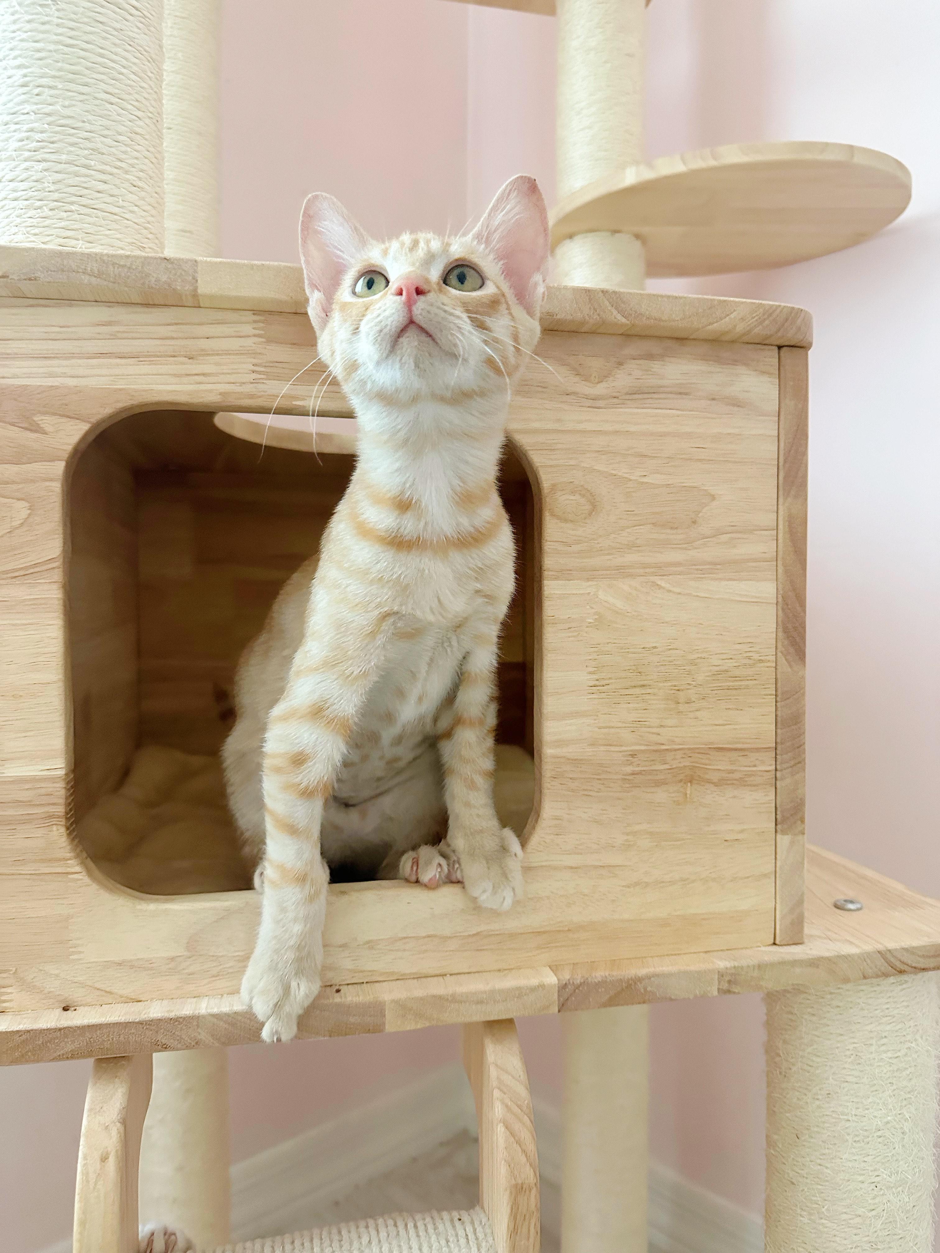Winnie and Peach (bonded pair MRQ# 1C8-25-6 and 1C8-25-3)