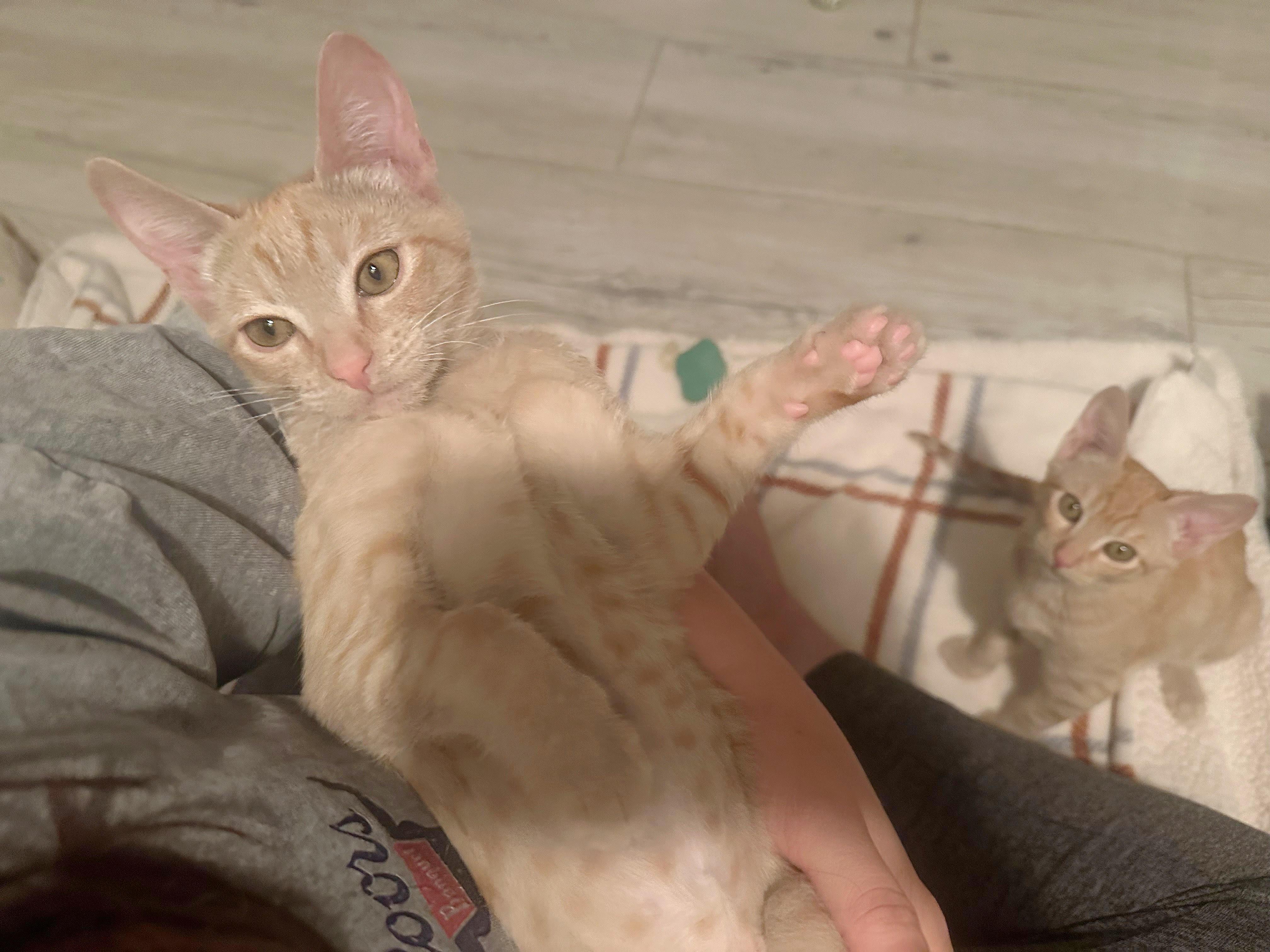 Winnie and Peach (bonded pair MRQ# 1C8-25-6 and 1C8-25-3)
