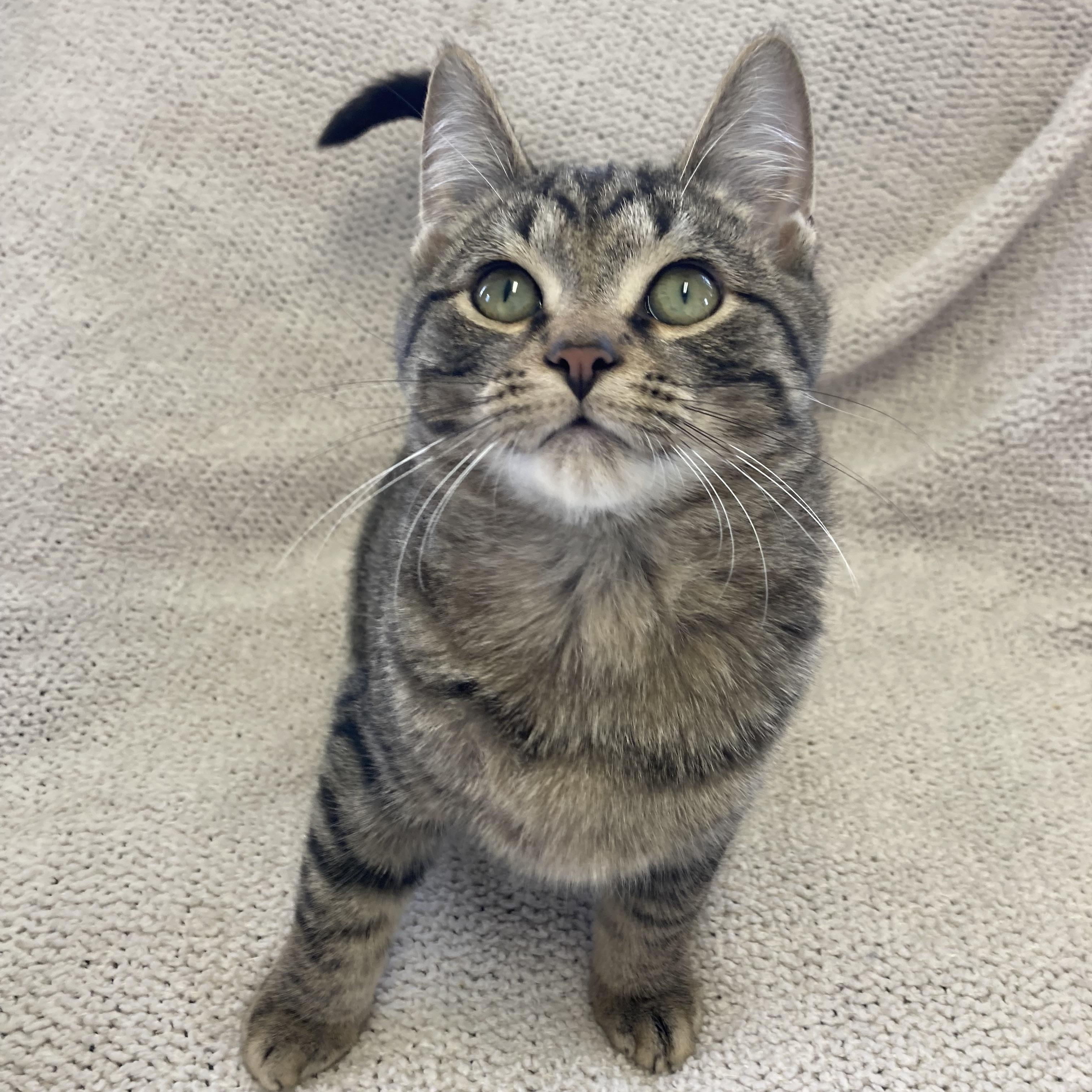 Jack, ADOPTABLE, Kitten Male Domestic Short Hair.