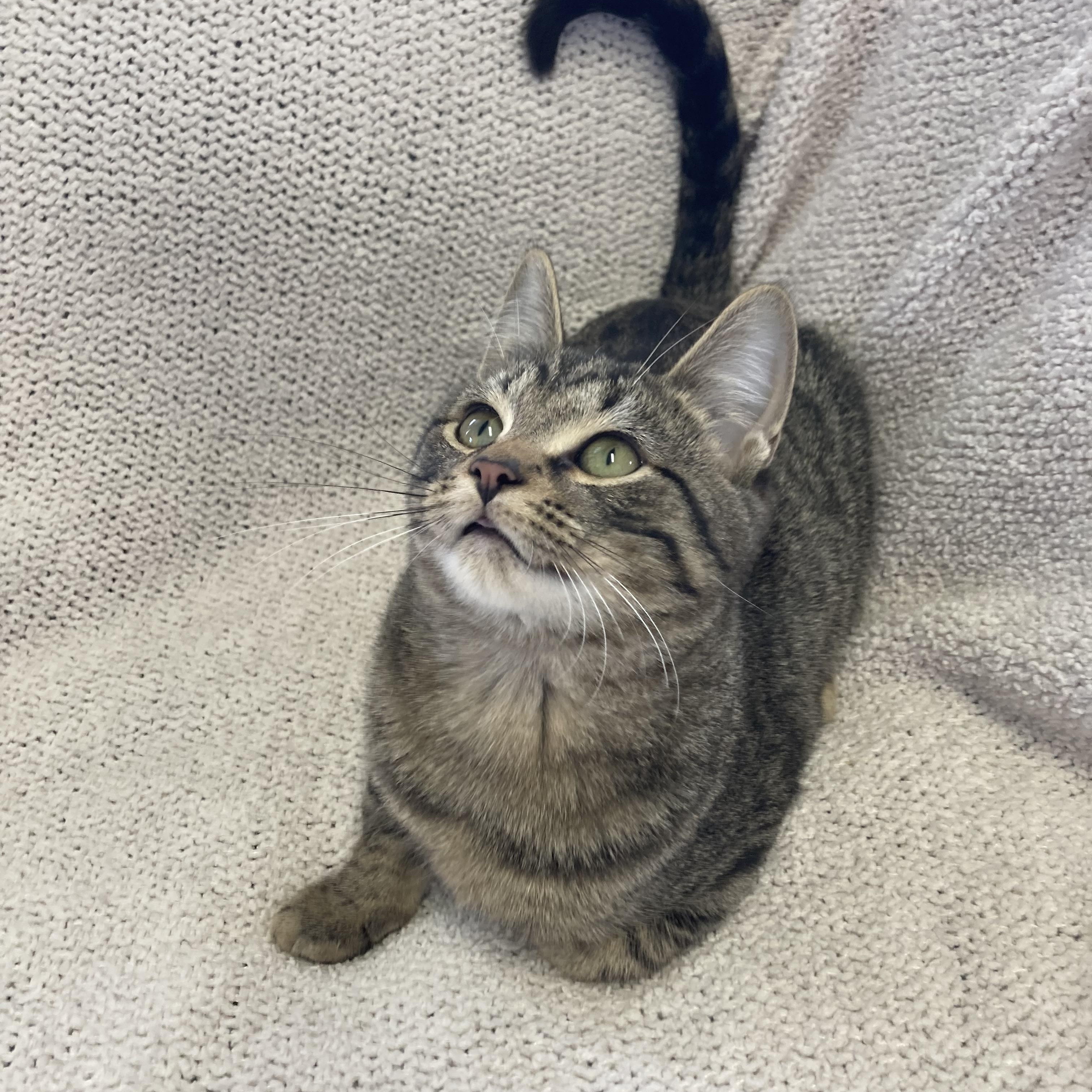 Jack, a ADOPTABLE Domestic Short Hair in Massillon , OH image 2/4