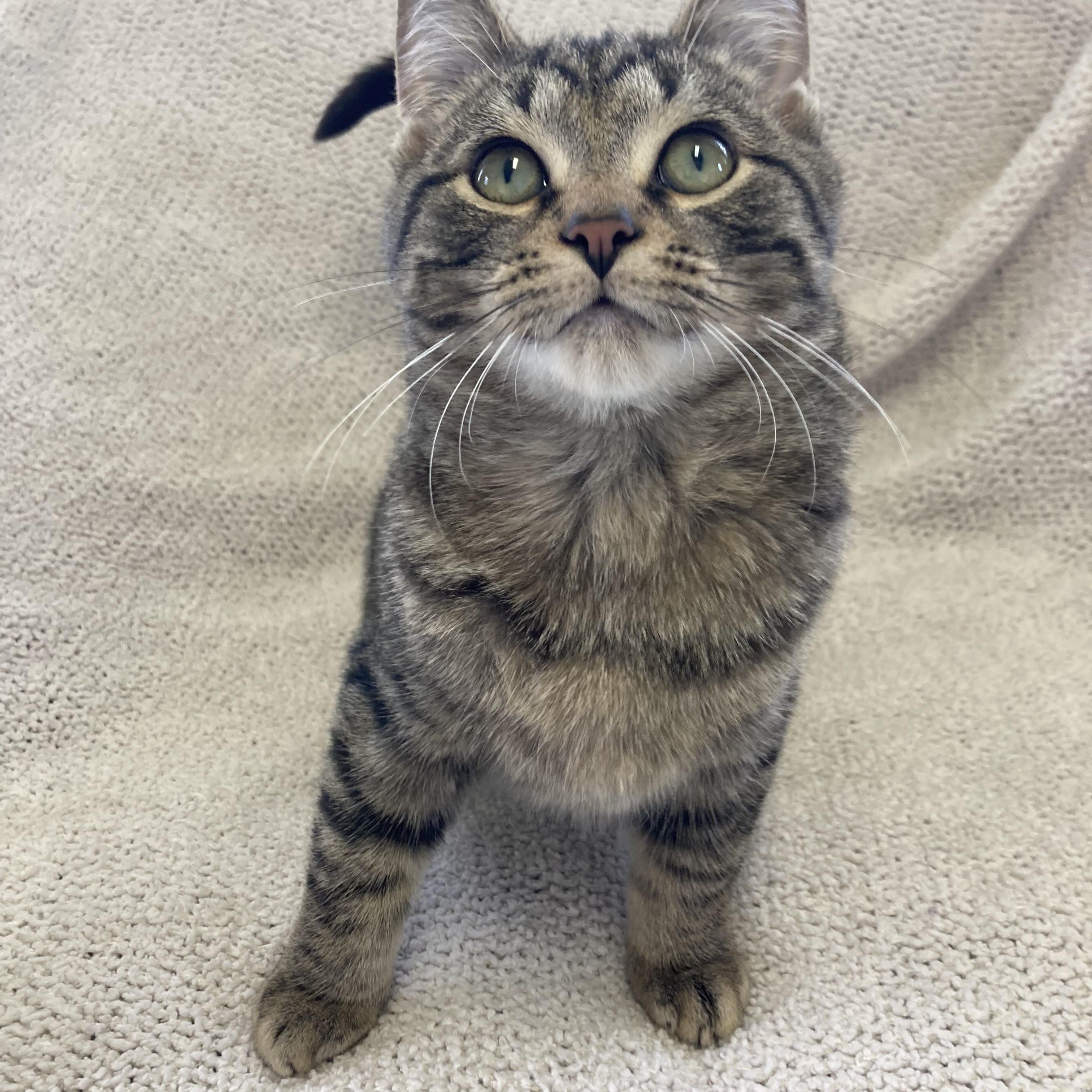 Jack, a ADOPTABLE Domestic Short Hair in Massillon , OH image 3/4