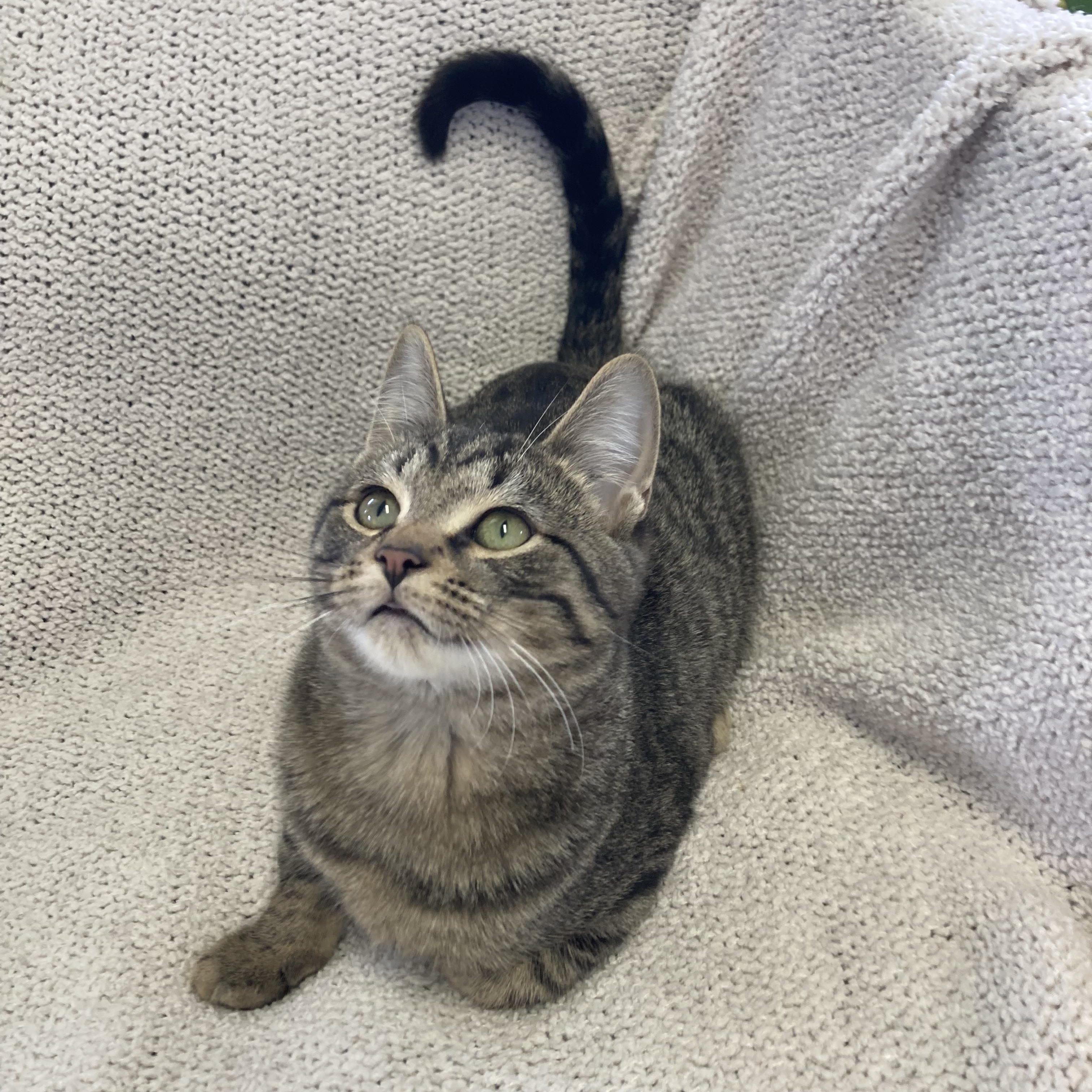 Jack, a ADOPTABLE Domestic Short Hair in Massillon , OH image 4/4