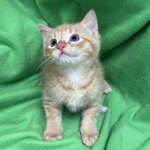 Alpaca, adopted, Kitten Male Domestic Short Hair.