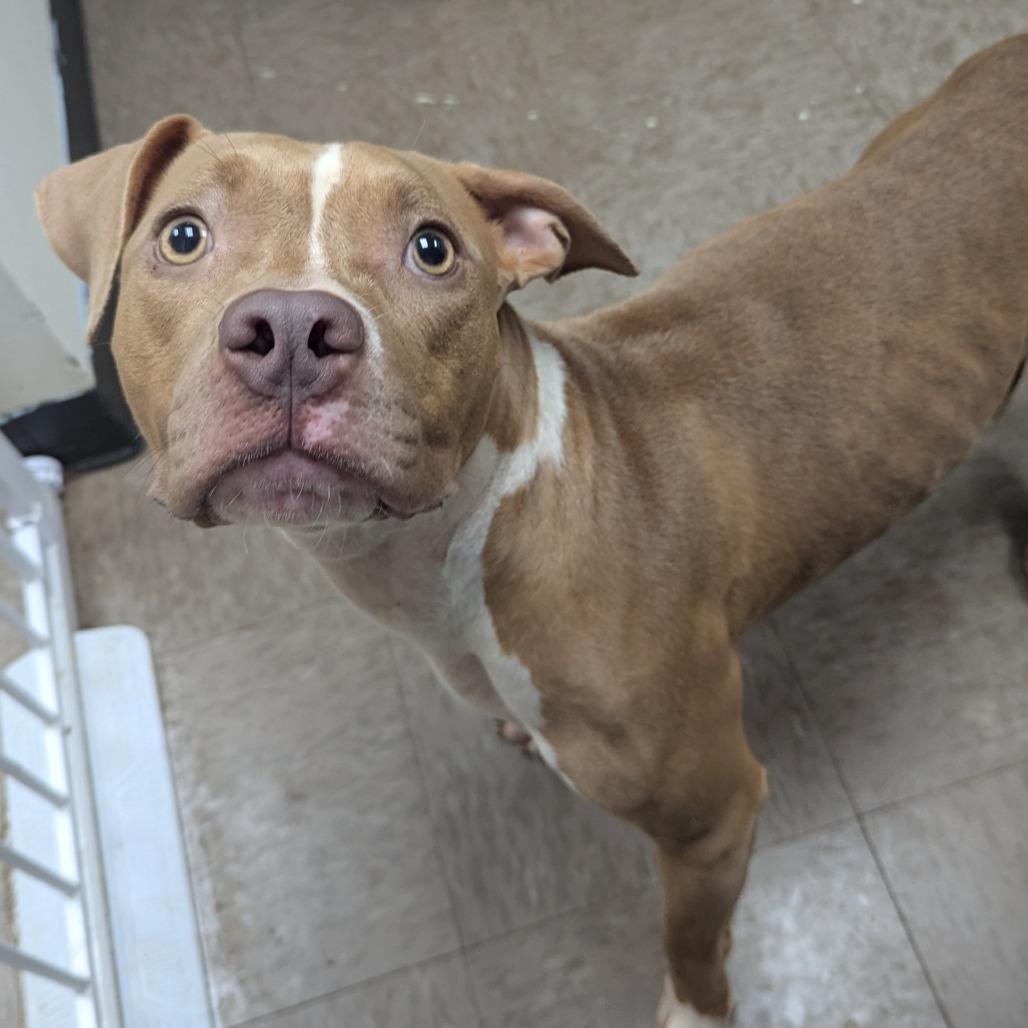 Maud — thumbnail 2