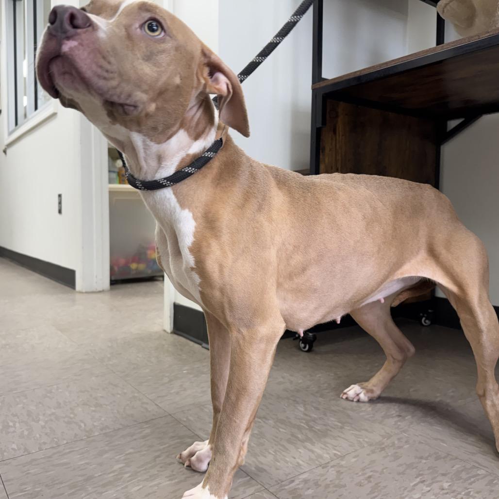 Maud — thumbnail 3