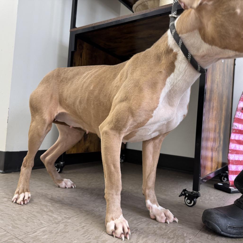 Maud — thumbnail 5