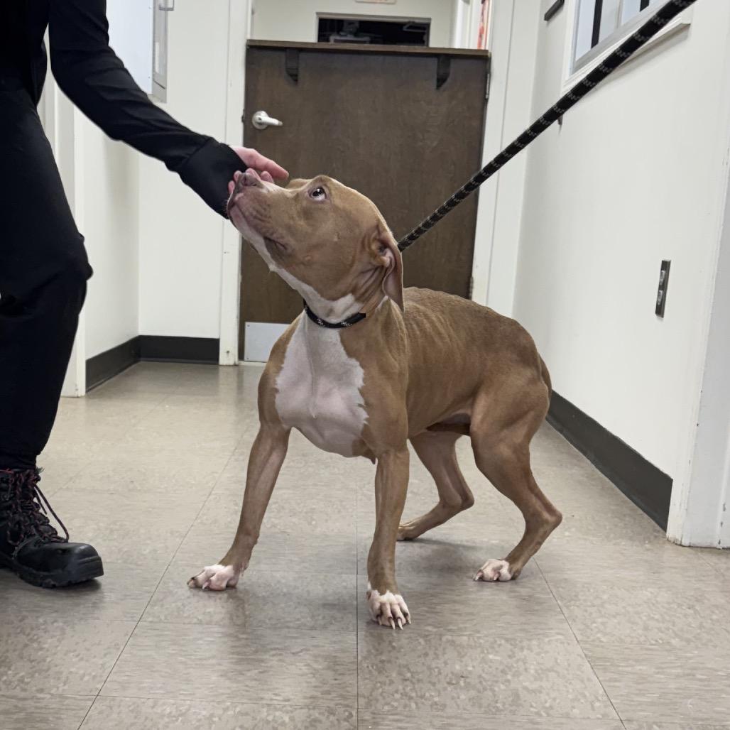 Maud — thumbnail 6