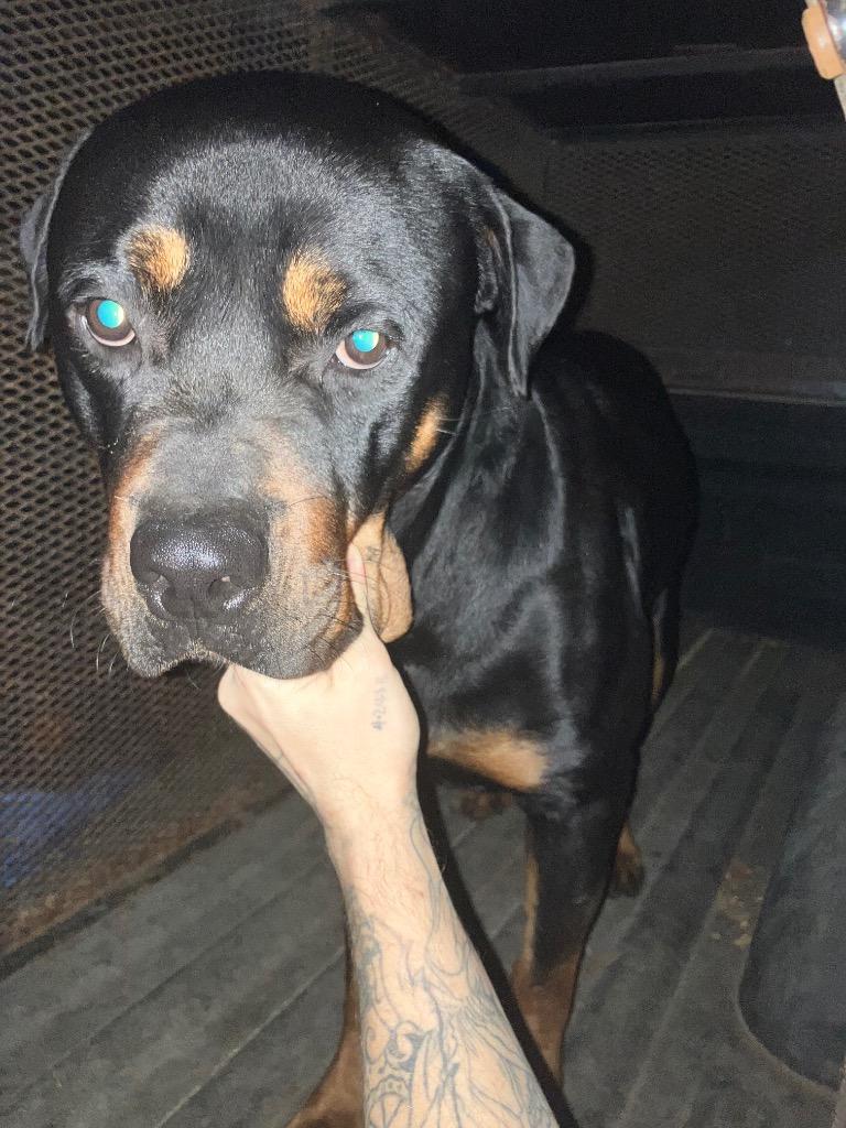 Enlarge Rottie Dangerfield - Available for Adoption, a Adoptable Rottweiler in Chickamauga , GA image 1/3