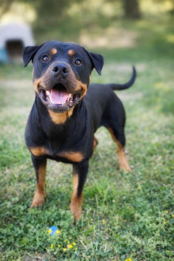 Enlarge Rottie Dangerfield - Available for Adoption, a Adoptable Rottweiler in Chickamauga , GA image 2/3