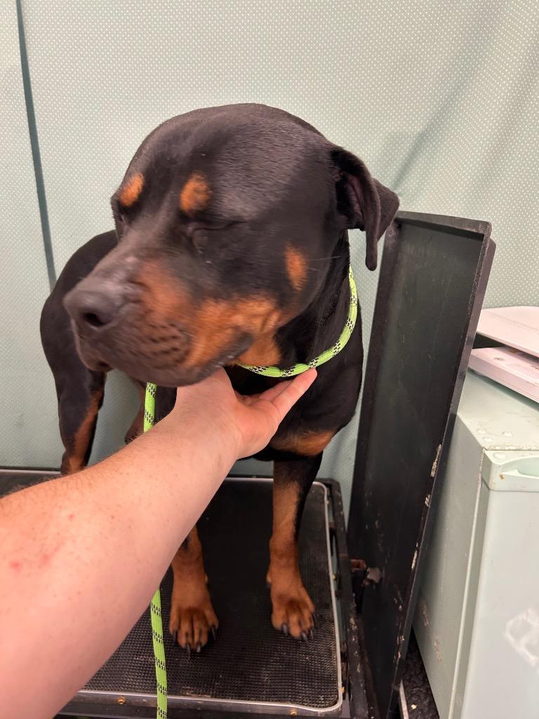 Enlarge Rottie Dangerfield - Available for Adoption, a Adoptable Rottweiler in Chickamauga , GA image 3/3