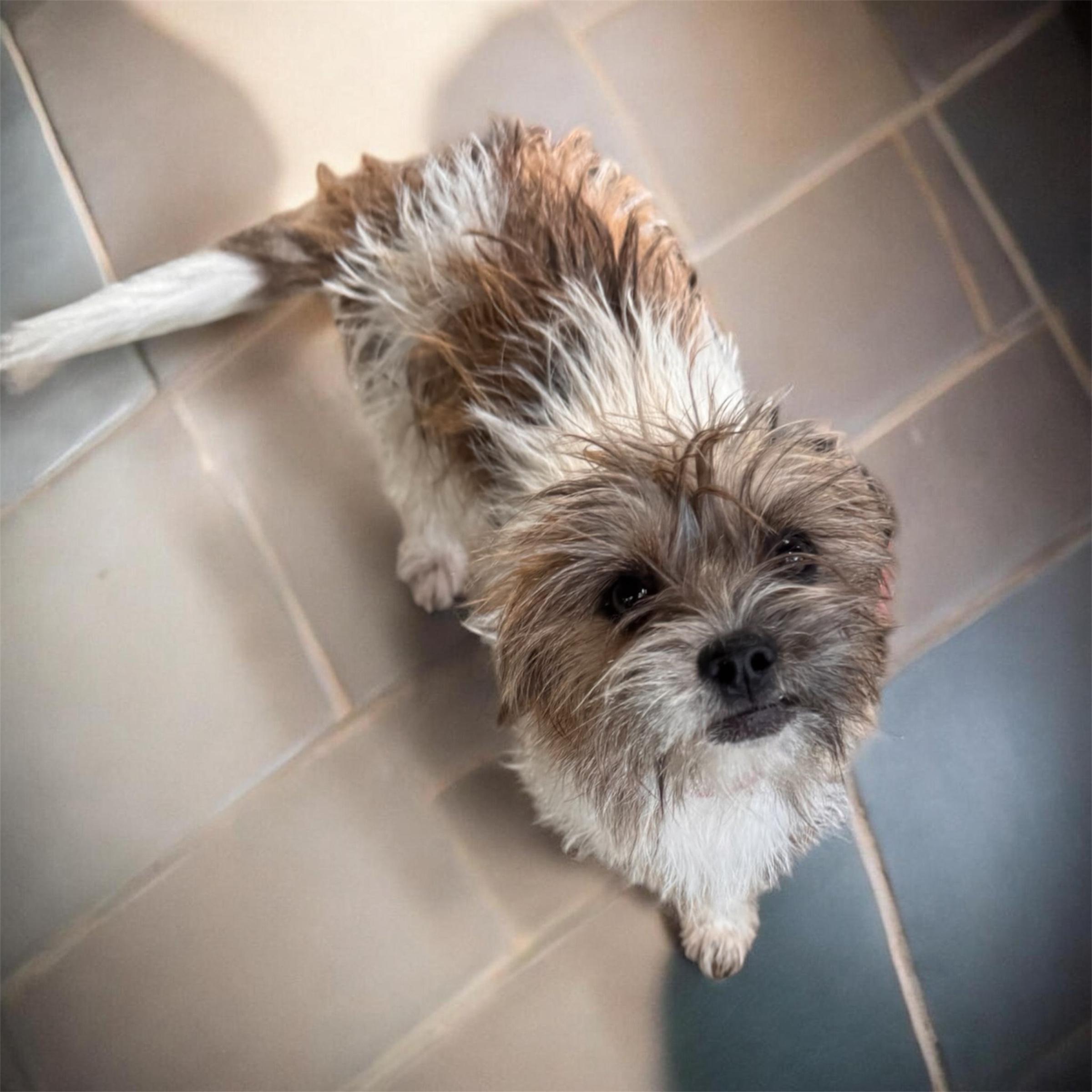 Presley, adopted, Young Female Yorkshire Terrier.