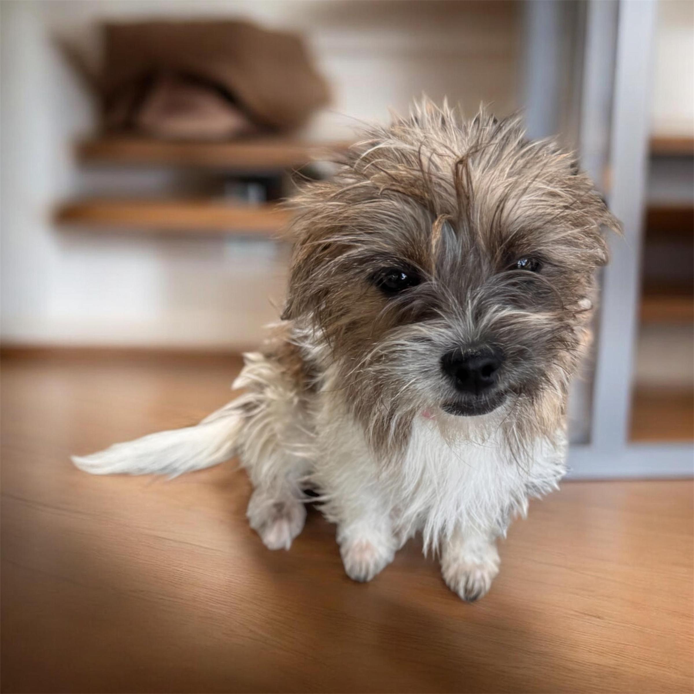 Enlarge Presley, an adopted mixed breed in Sequatchie, TN image 2/4