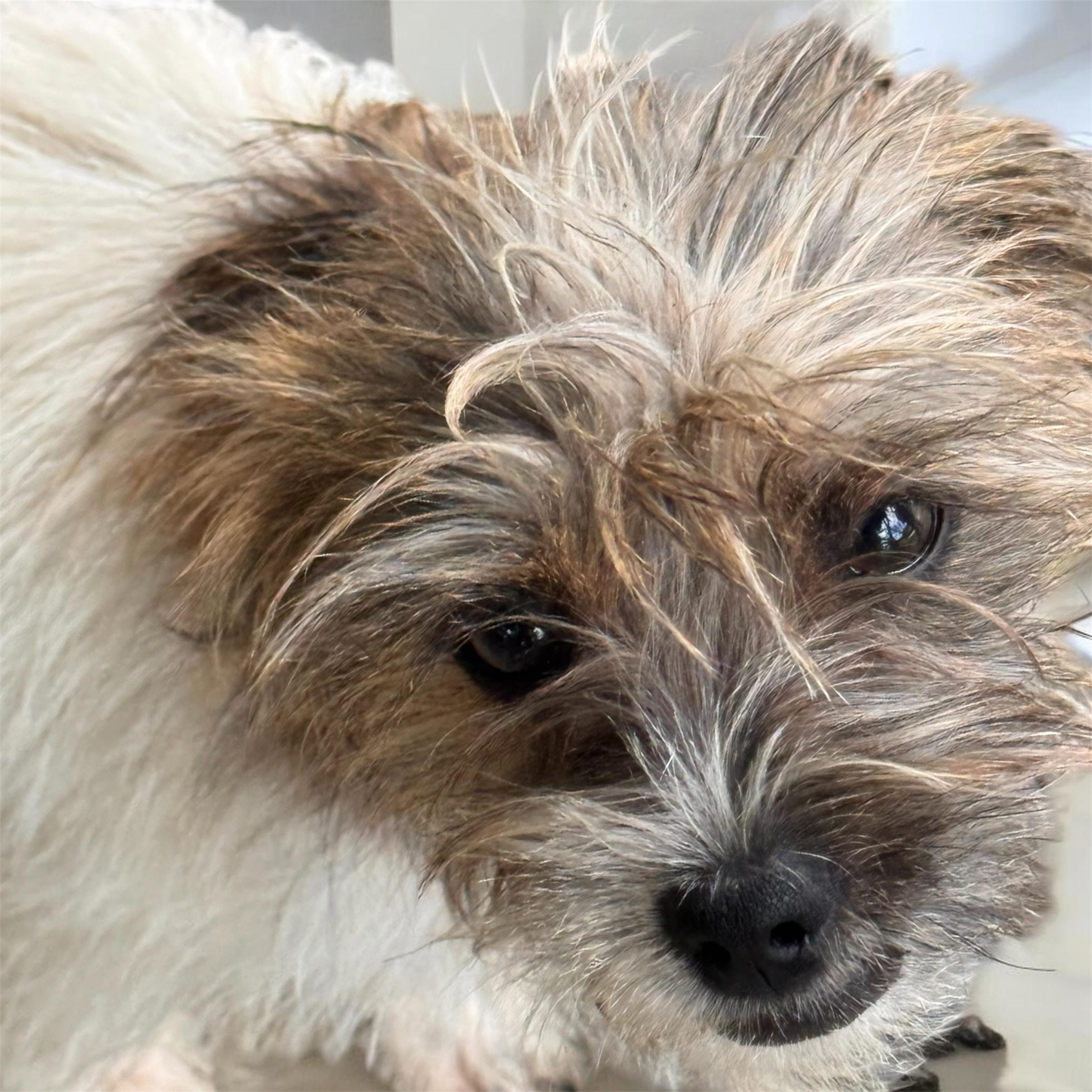 Enlarge Presley, an adopted mixed breed in Sequatchie, TN image 4/4