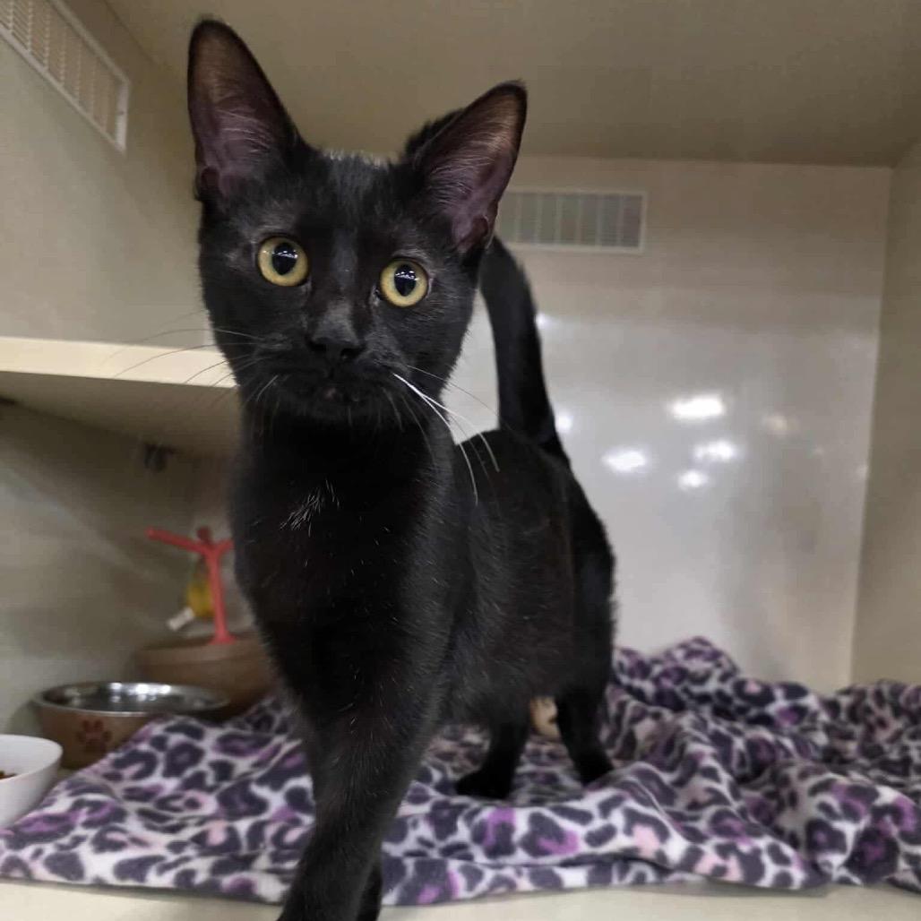 Enlarge Iris, a Adoptable Domestic Short Hair in Mondovi, WI image 1/3