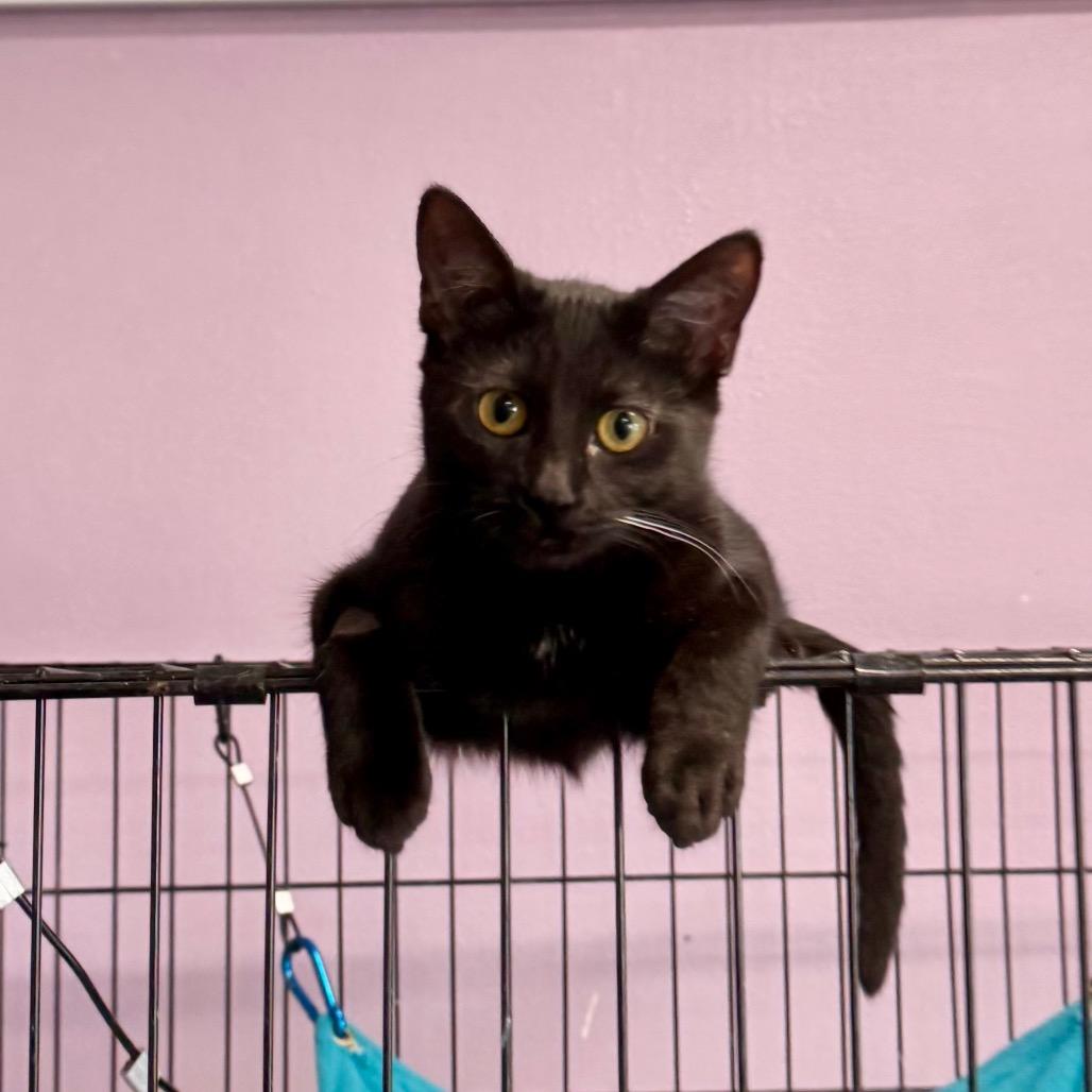 Enlarge Iris, a Adoptable Domestic Short Hair in Mondovi, WI image 2/3