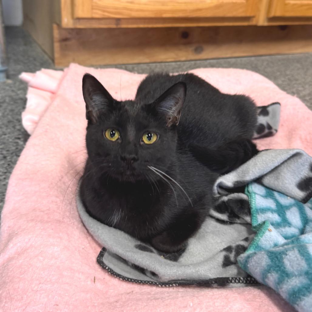 Enlarge Iris, a Adoptable Domestic Short Hair in Mondovi, WI image 3/3