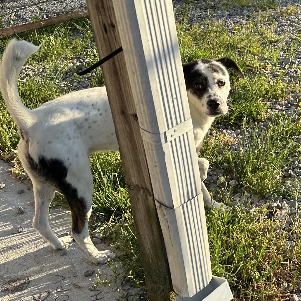 Austyn, Adoptable, Young Male Mixed Breed.