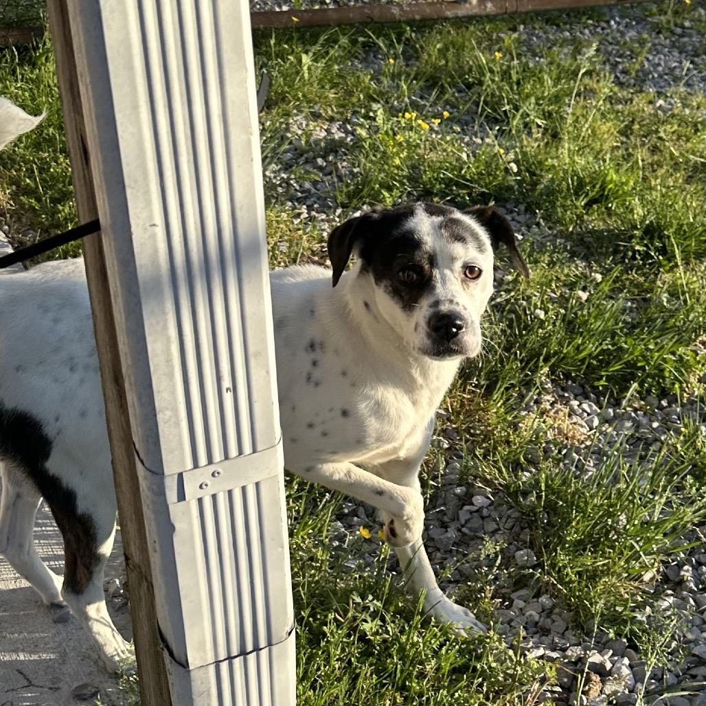 Austyn, a Adoptable Mixed Breed in Corbin, KY image 2/4