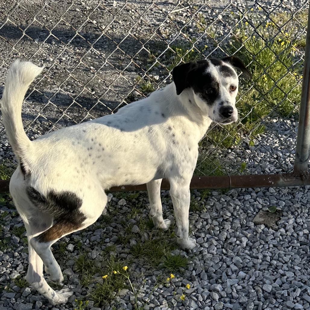 Austyn, a Adoptable Mixed Breed in Corbin, KY image 3/4