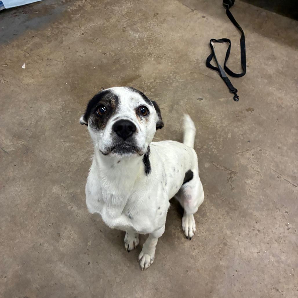 Austyn, a Adoptable Mixed Breed in Corbin, KY image 4/4