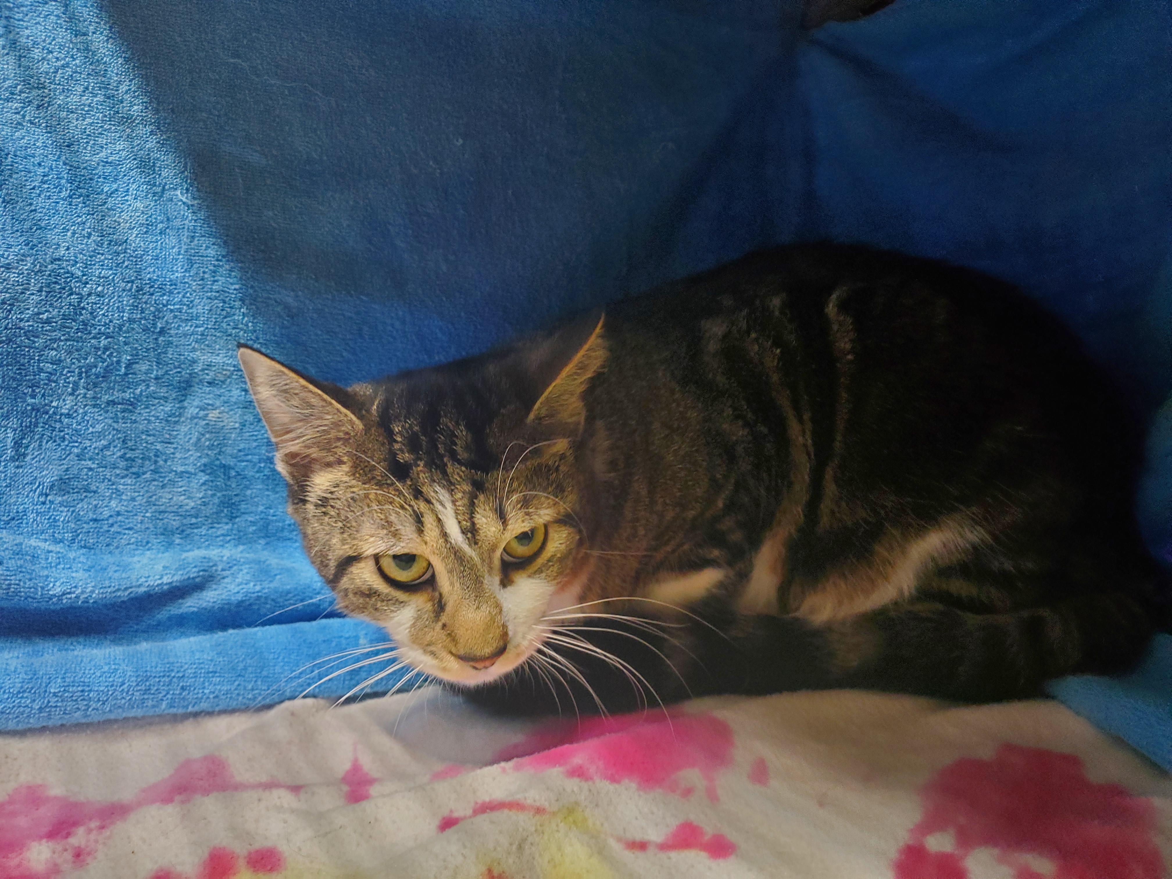 Enlarge Oliver  - ADOPTION PENDING , a Adoptable mixed breed in Howell, MI image 2/4