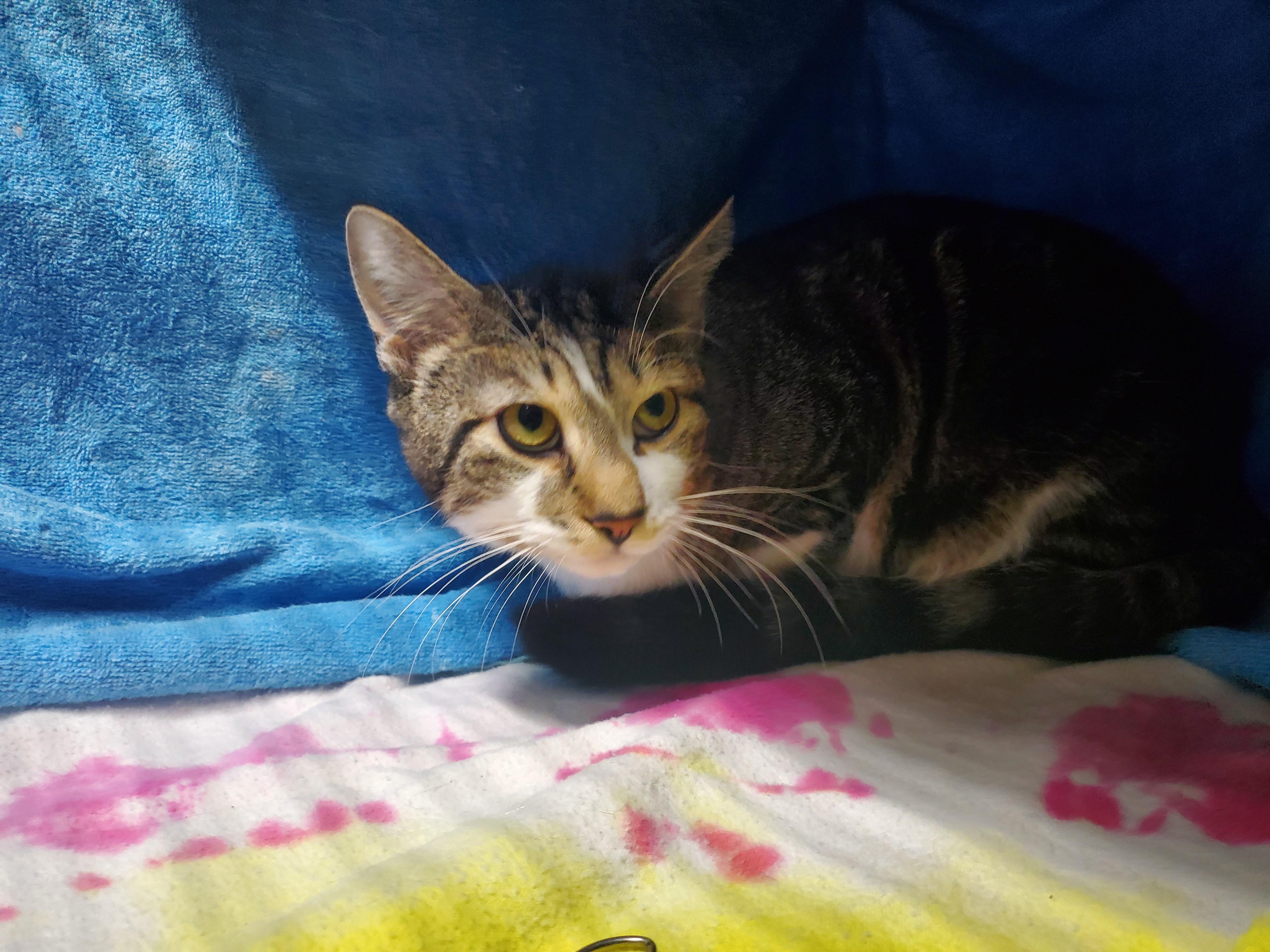 Enlarge Oliver  - ADOPTION PENDING , a Adoptable mixed breed in Howell, MI image 1/4