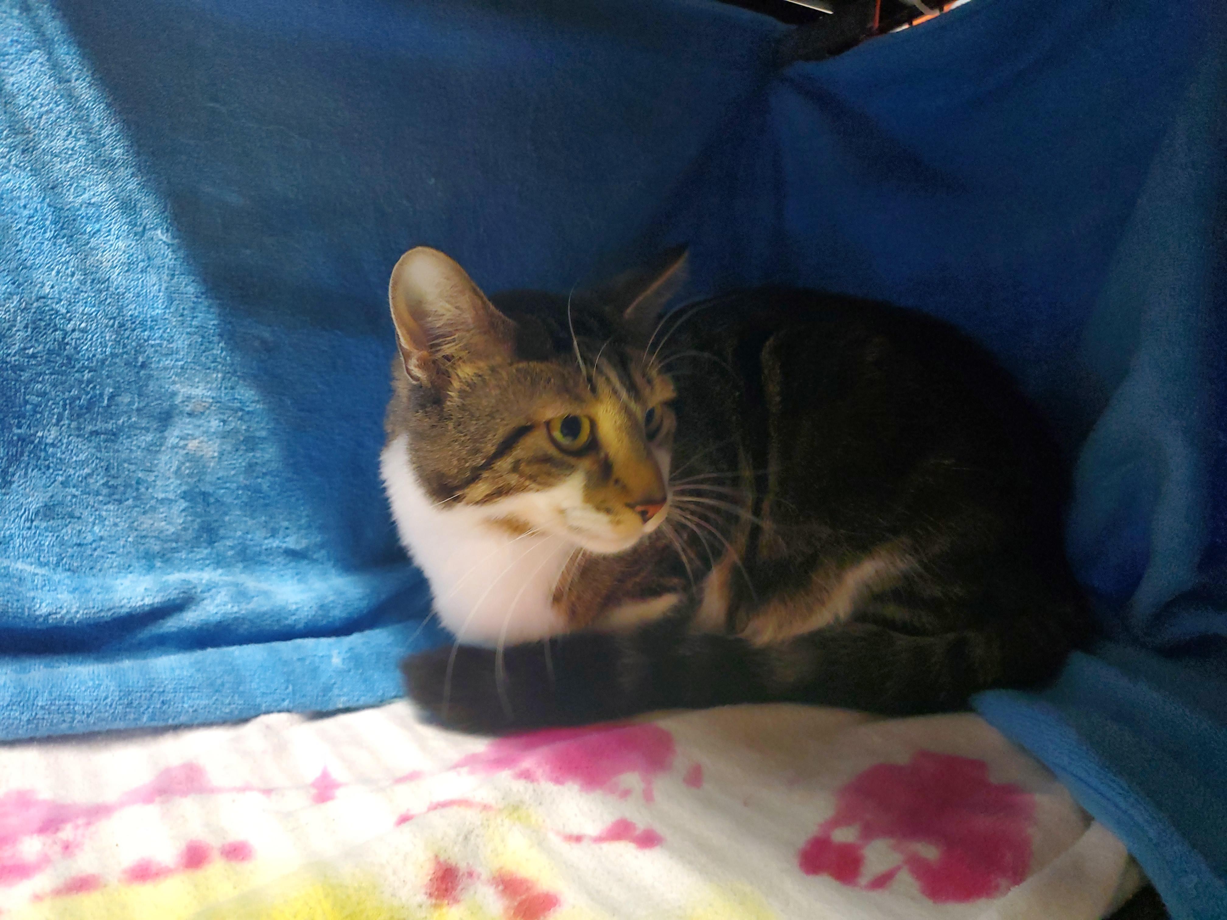 Enlarge Oliver  - ADOPTION PENDING , a Adoptable mixed breed in Howell, MI image 3/4