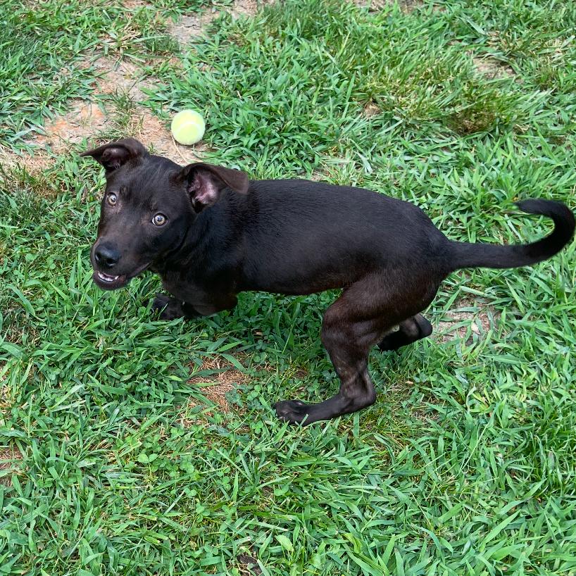Enlarge White Lightnin, a Adoptable mixed breed in Blairsville, GA image 1/6