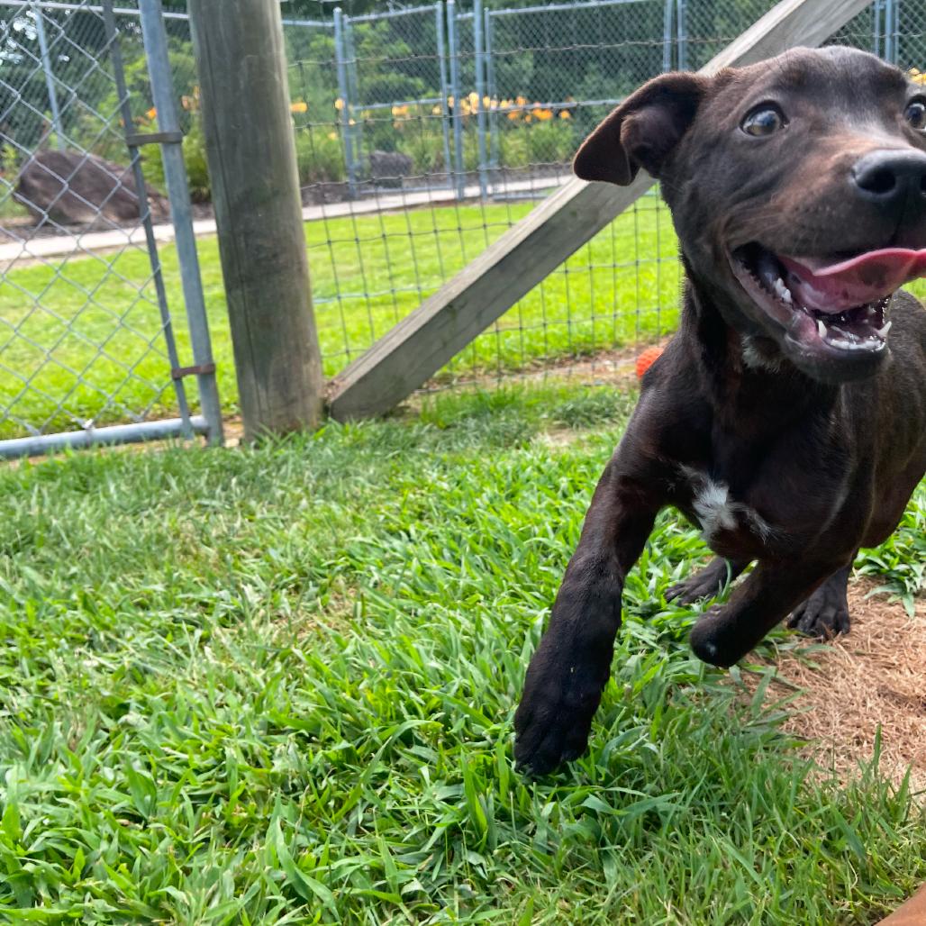 Enlarge White Lightnin, a Adoptable mixed breed in Blairsville, GA image 2/6
