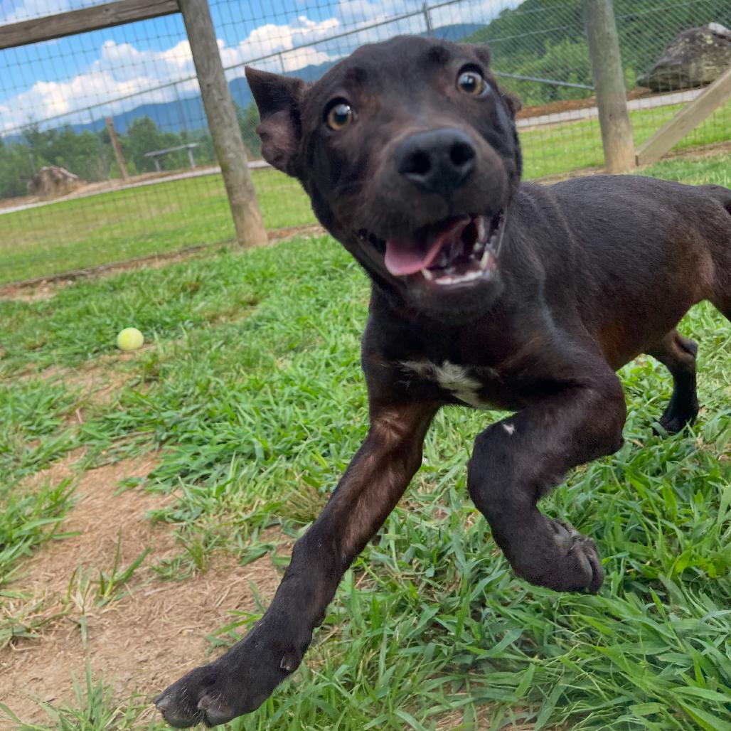 Enlarge White Lightnin, a Adoptable mixed breed in Blairsville, GA image 3/6