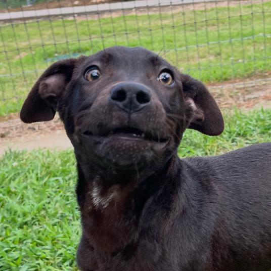 Enlarge White Lightnin, a Adoptable mixed breed in Blairsville, GA image 4/6