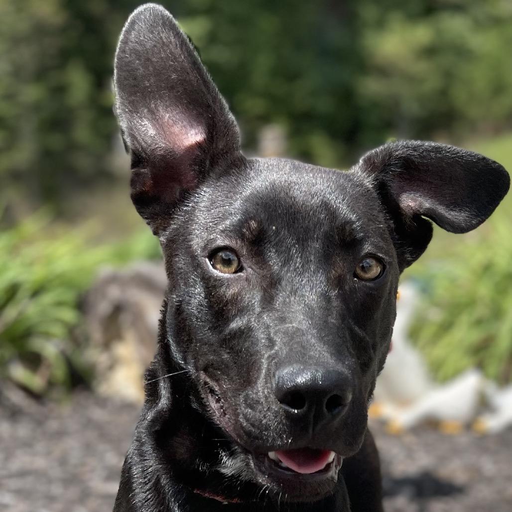 Enlarge White Lightnin, a Adoptable mixed breed in Blairsville, GA image 5/6