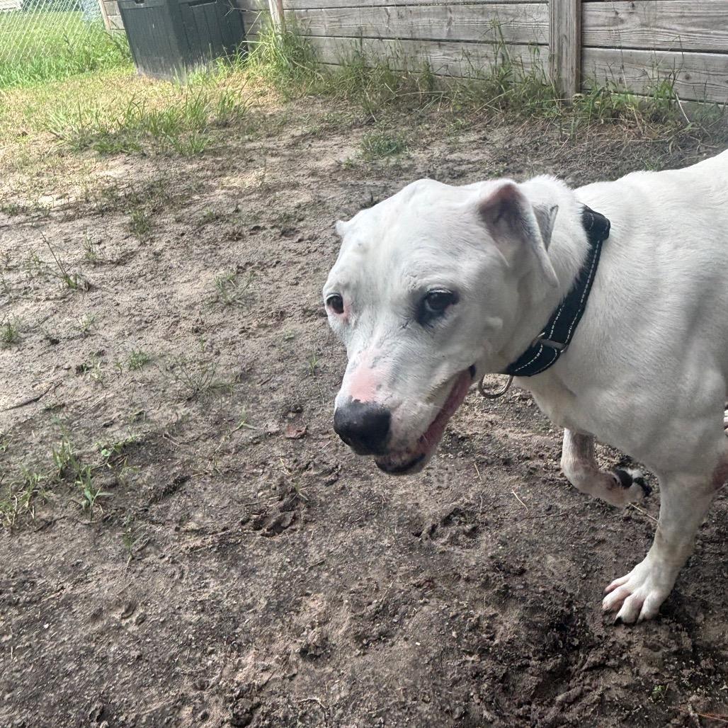 Callie 29837, Adoptable, Senior Female Mixed Breed.