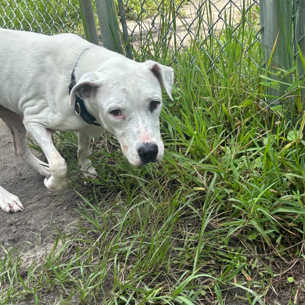 Enlarge Callie 29837, a Adoptable Mixed Breed in Middleburg, FL image 2/5
