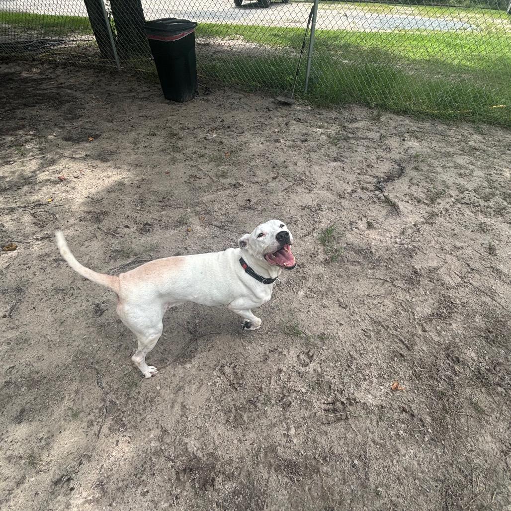 Enlarge Callie 29837, a Adoptable Mixed Breed in Middleburg, FL image 3/5