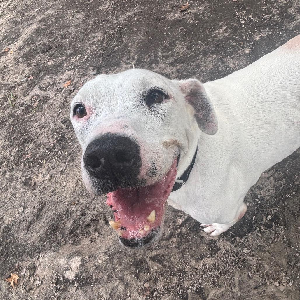 Enlarge Callie 29837, a Adoptable Mixed Breed in Middleburg, FL image 4/5
