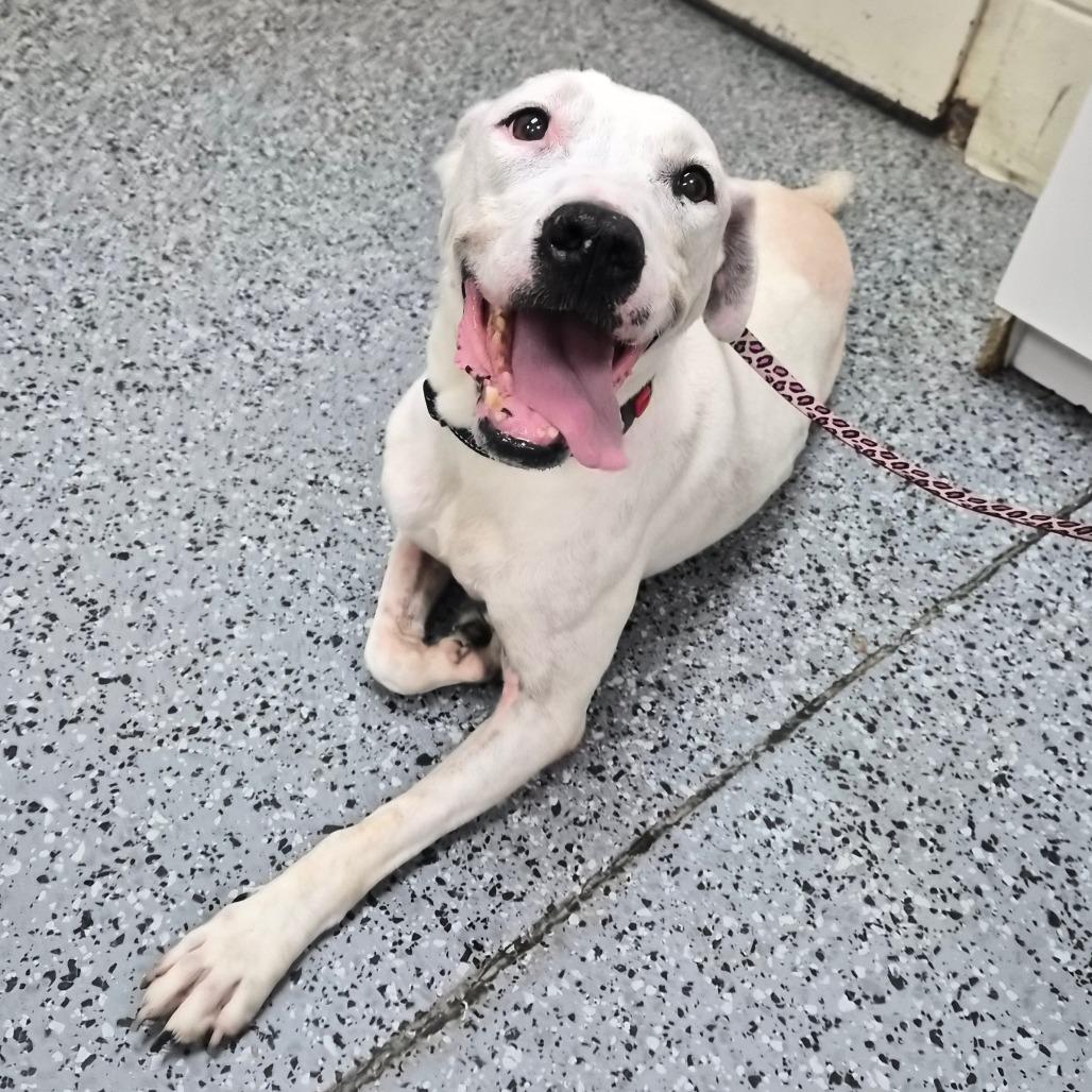 Enlarge Callie 29837, a Adoptable Mixed Breed in Middleburg, FL image 5/5