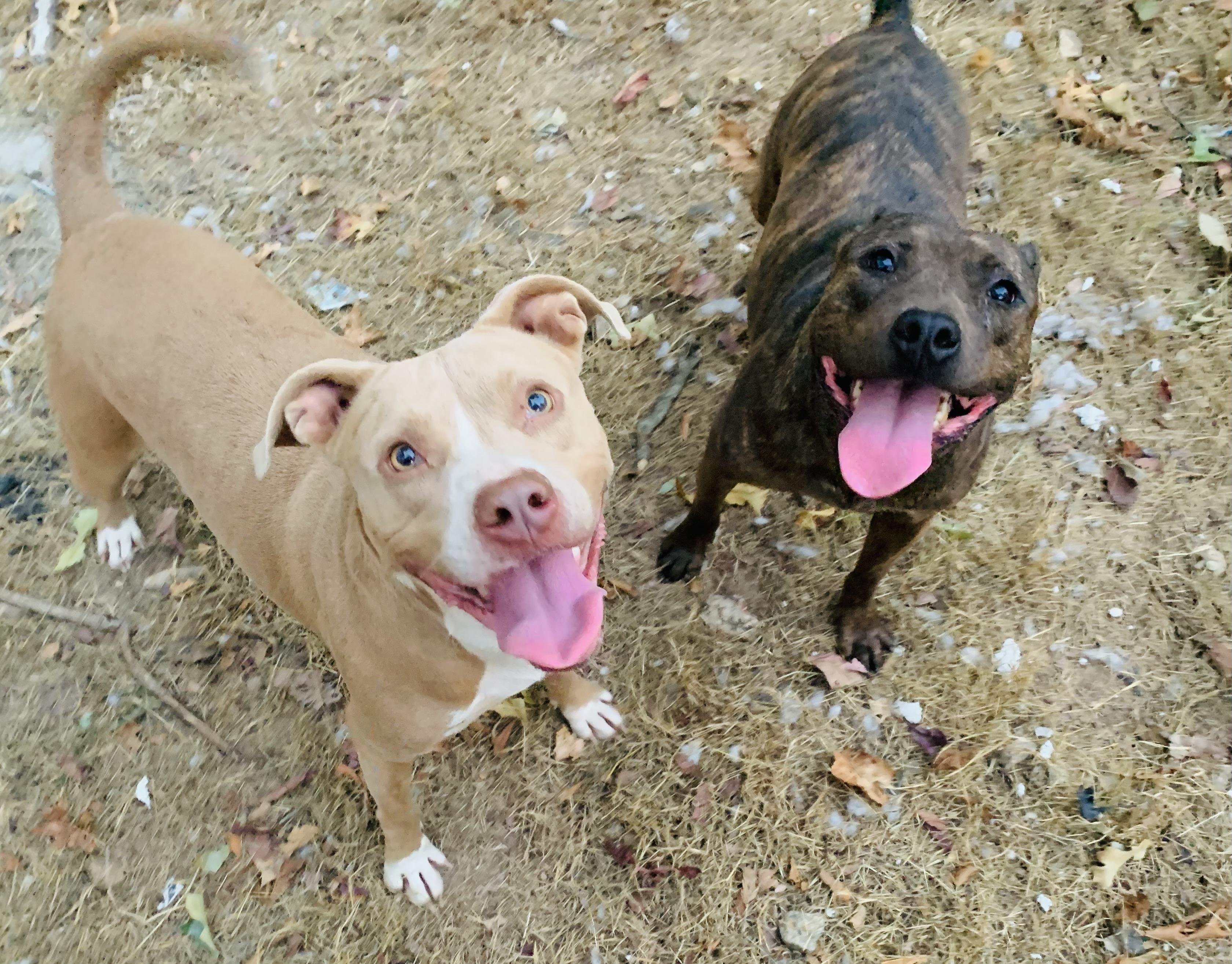 Niki, a Adoptable mixed breed in Rogers, AR image 2/2