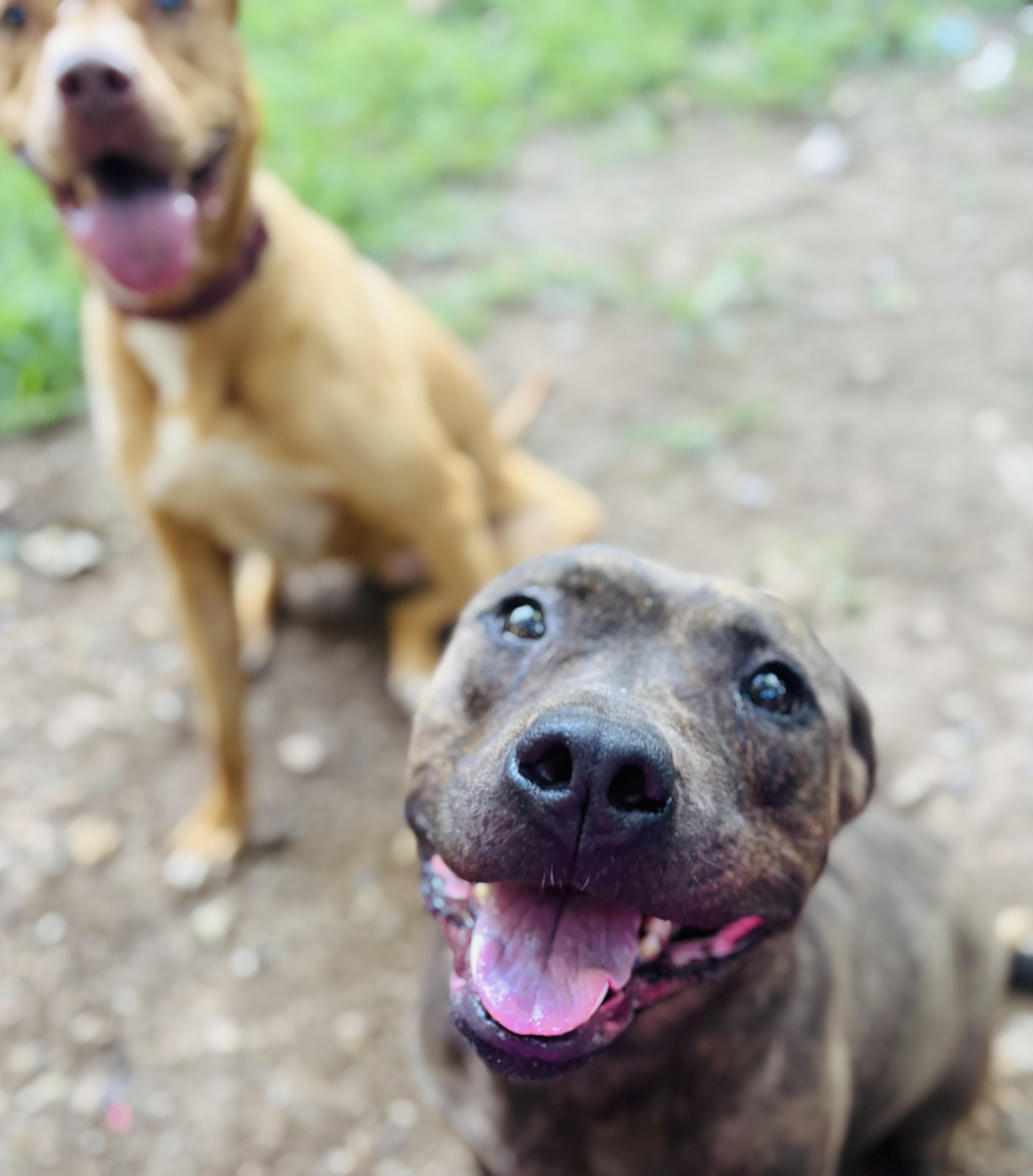 Niki, Adoptable, Adult Female American Bully.