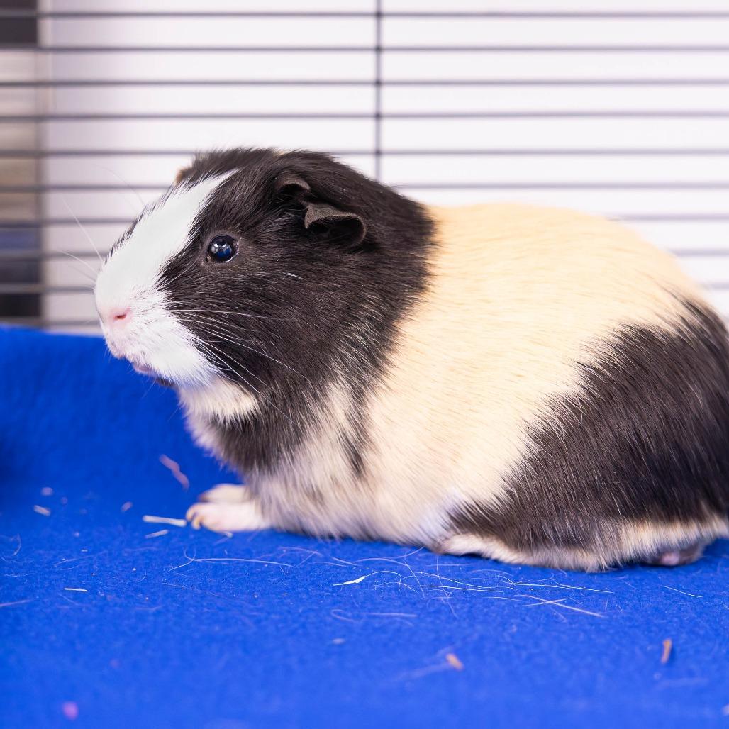 Matcha, Adoptable, Adult Male Guinea Pig.