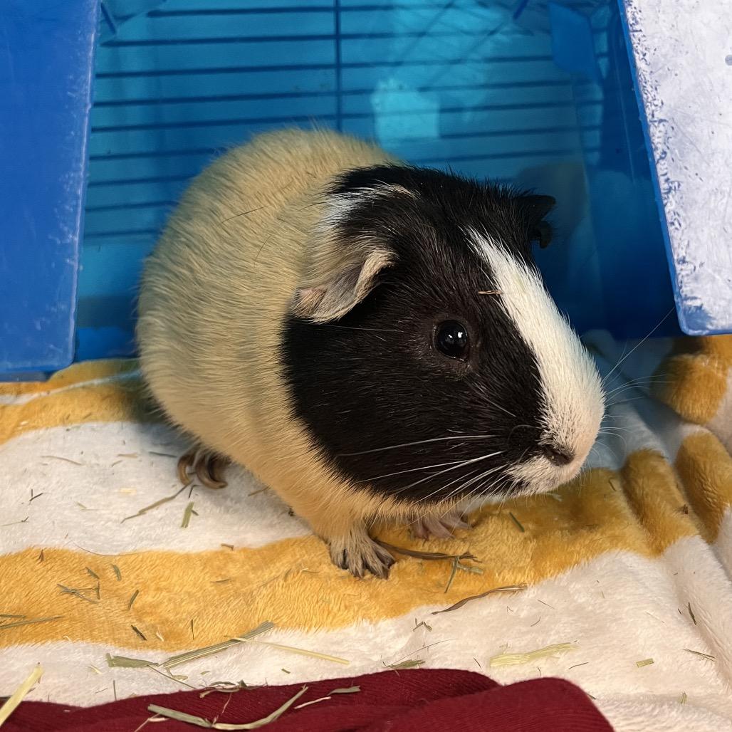 Matcha, a Adoptable Guinea Pig in Mentor, OH image 2/2