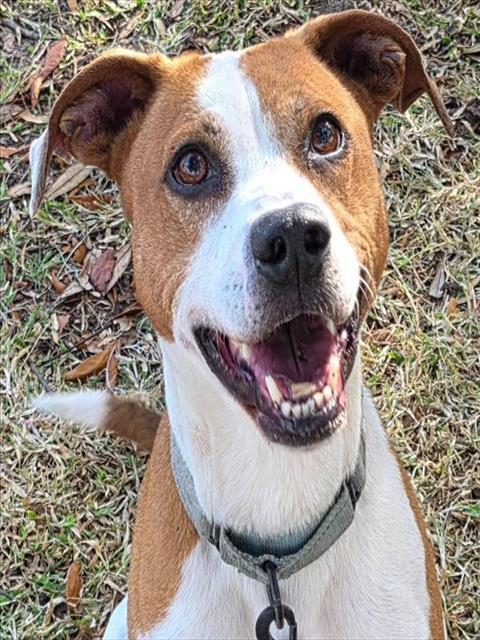 Enlarge GRIFFIN, a Adoptable mixed breed in Ocala, FL image 2/2