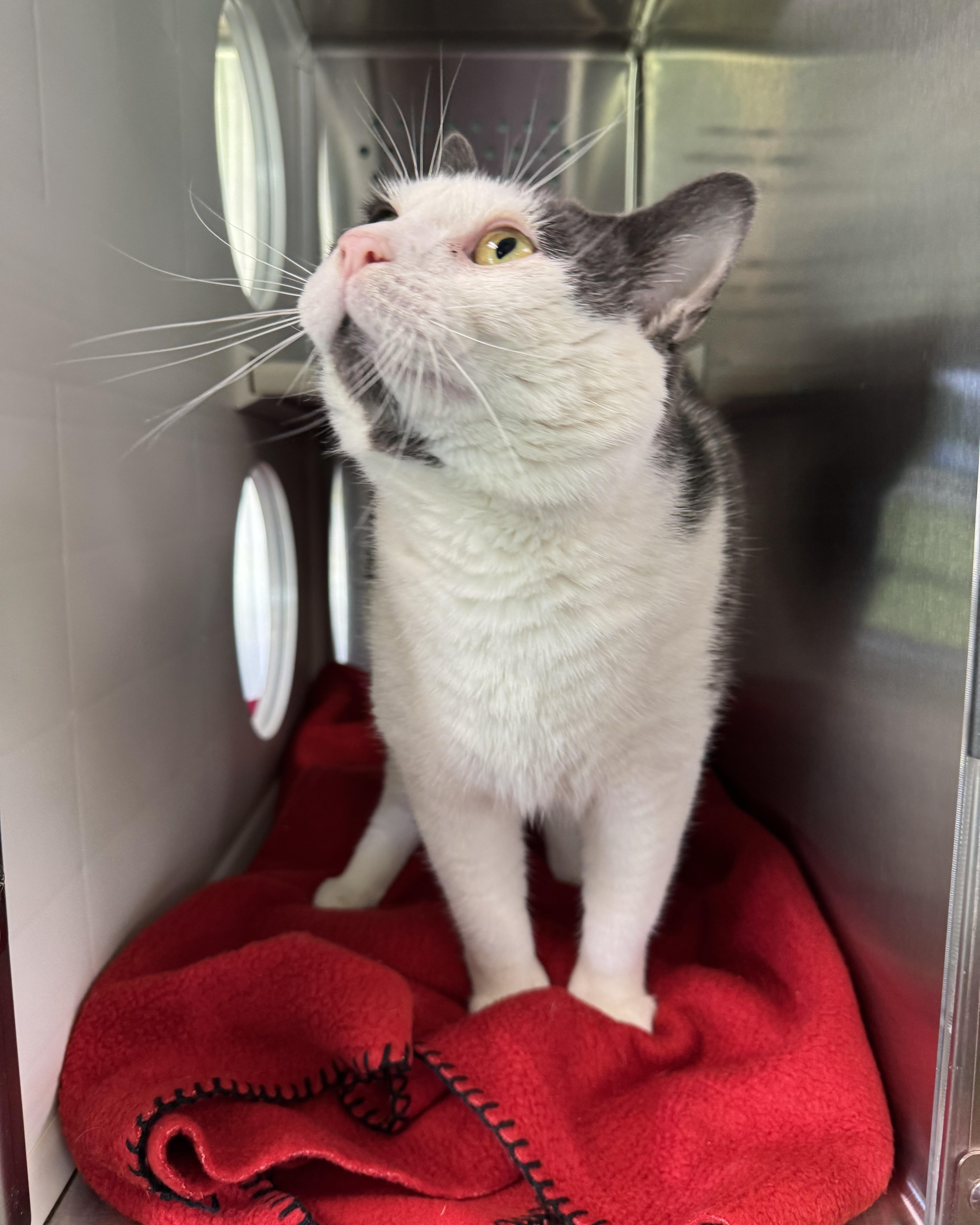 Enlarge Jeffery, a ADOPTABLE Domestic Short Hair in Seneca, PA image 2/3