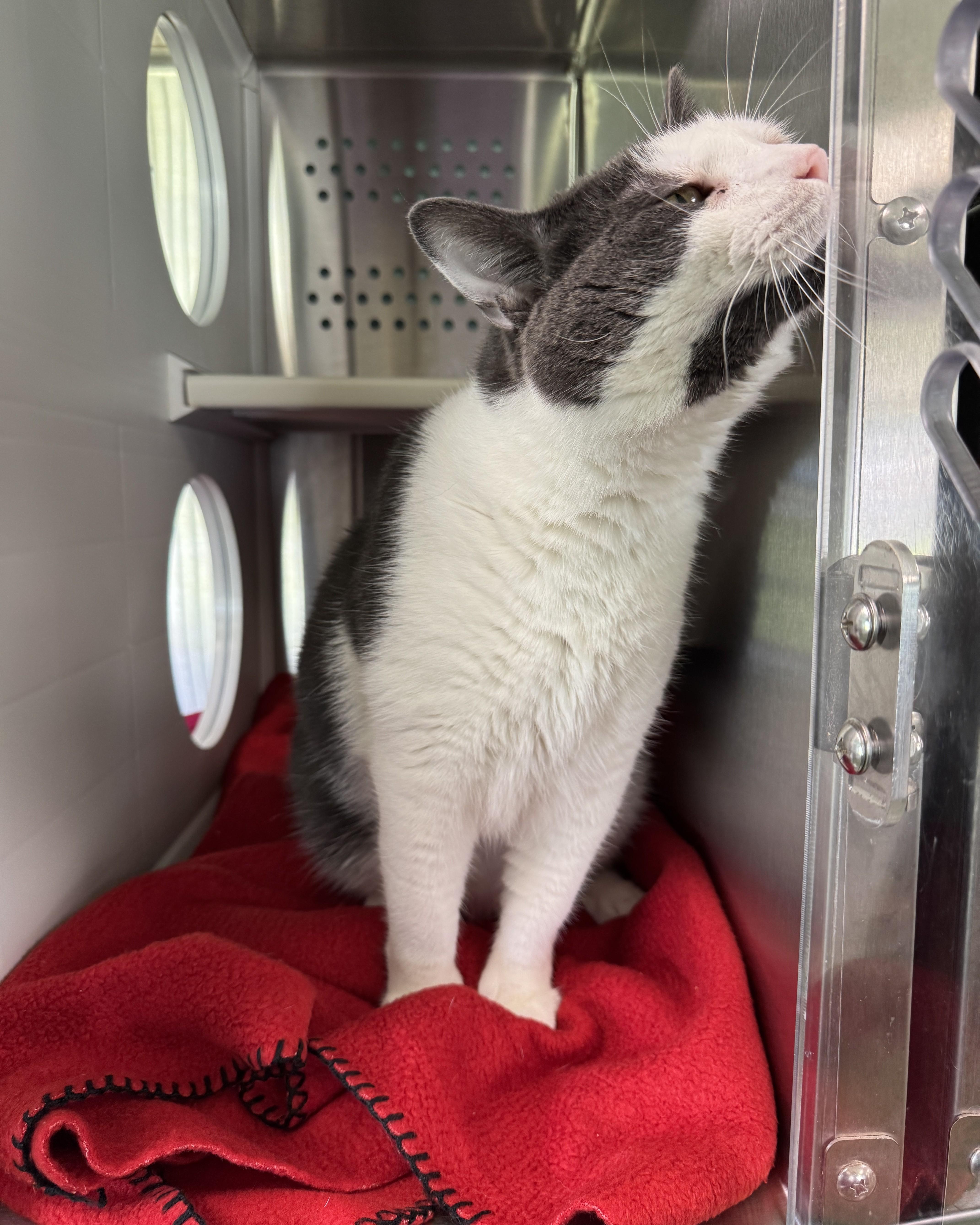 Enlarge Jeffery, a ADOPTABLE Domestic Short Hair in Seneca, PA image 3/3