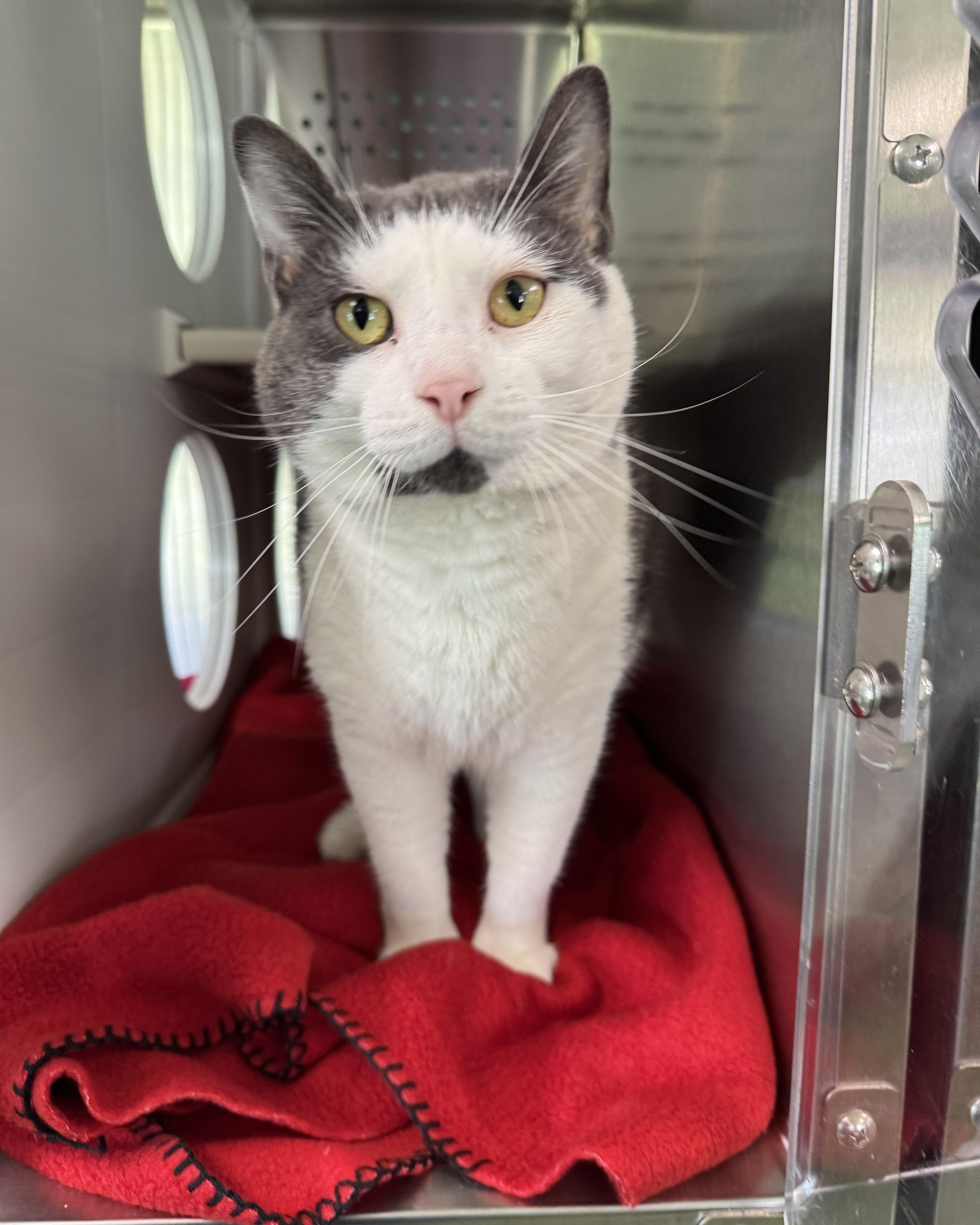 Jeffery, adopted, Young Male Domestic Short Hair.