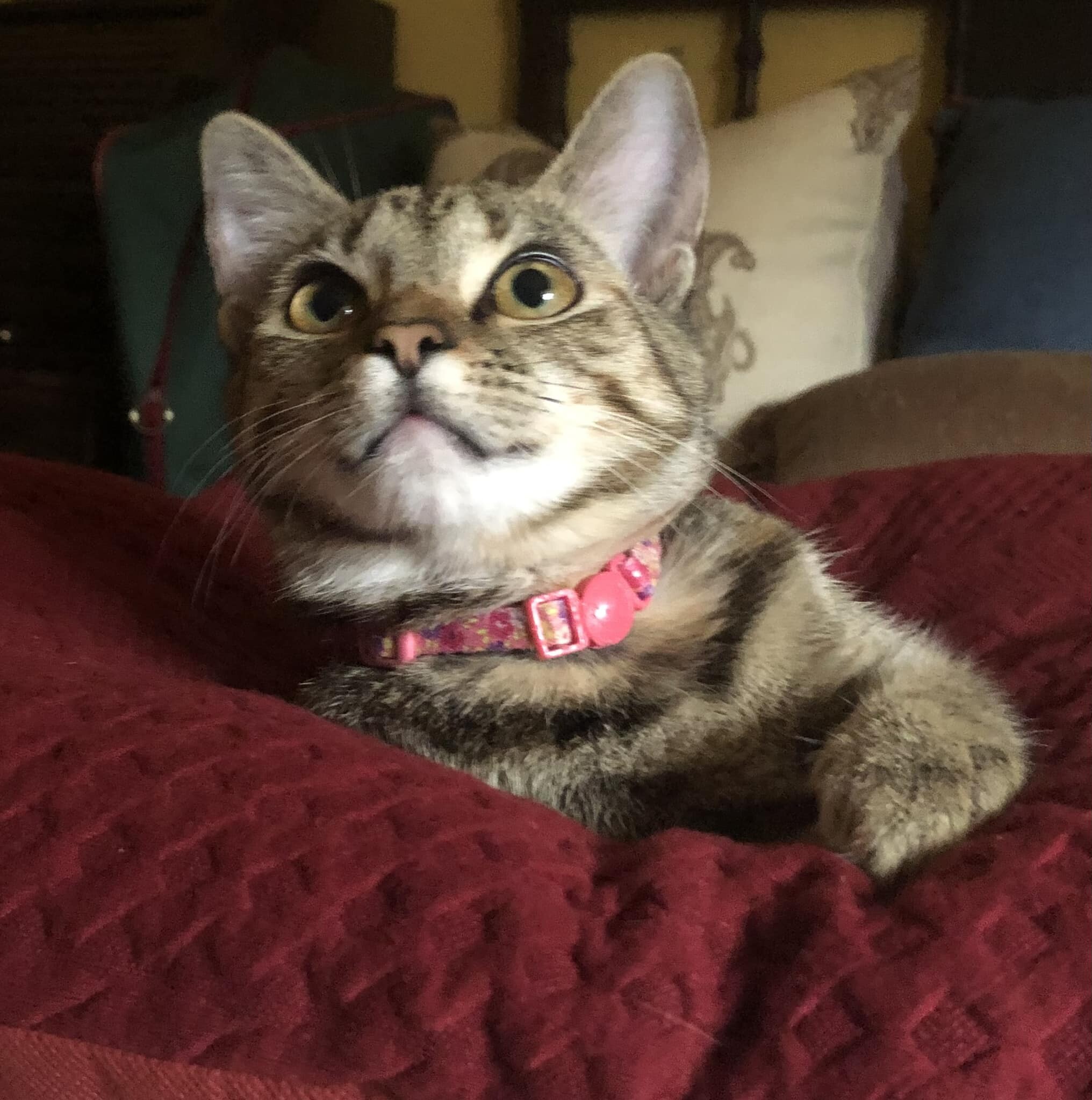 Abby - ADOPTED, Adopted, Kitten Female Tabby.